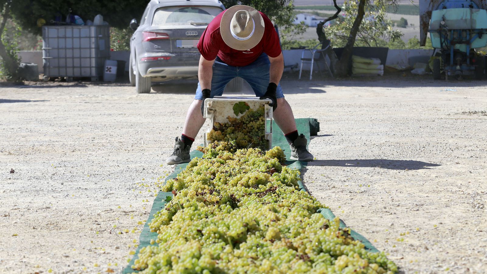 Vendimia y pisa de la uva tradicional en Viña El Corregidor de Bodegas Luis Pérez