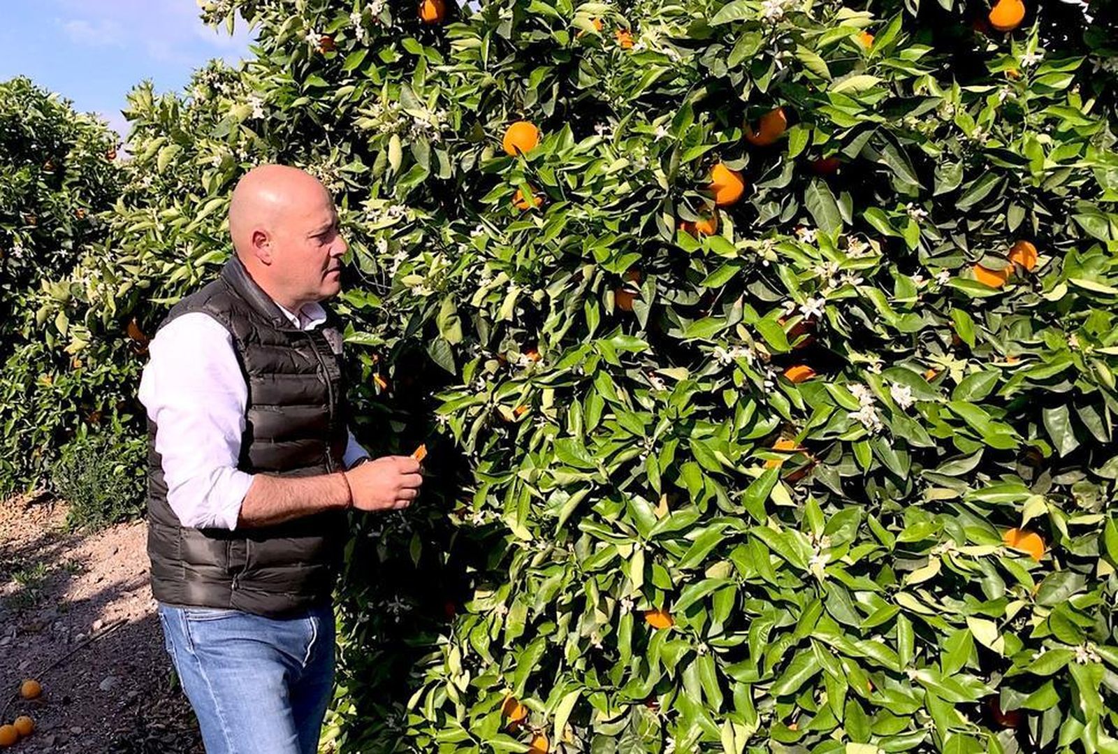 Recogida de cítricos en el campo onubense.