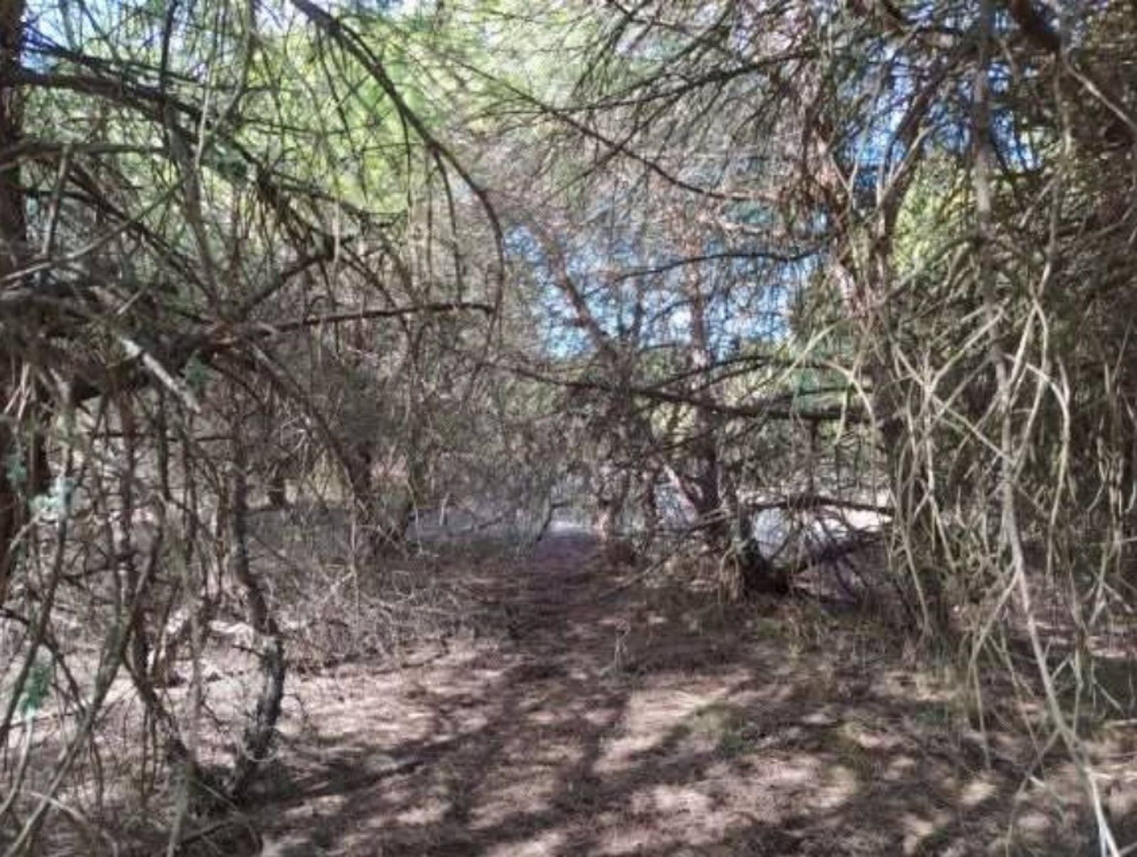 Imagen de una zona de pinar de ramas bajas en el área de la playa de La Bota