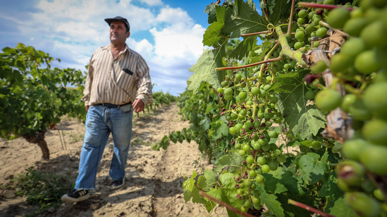 El pedrisco daña los viñedos de Trebujena