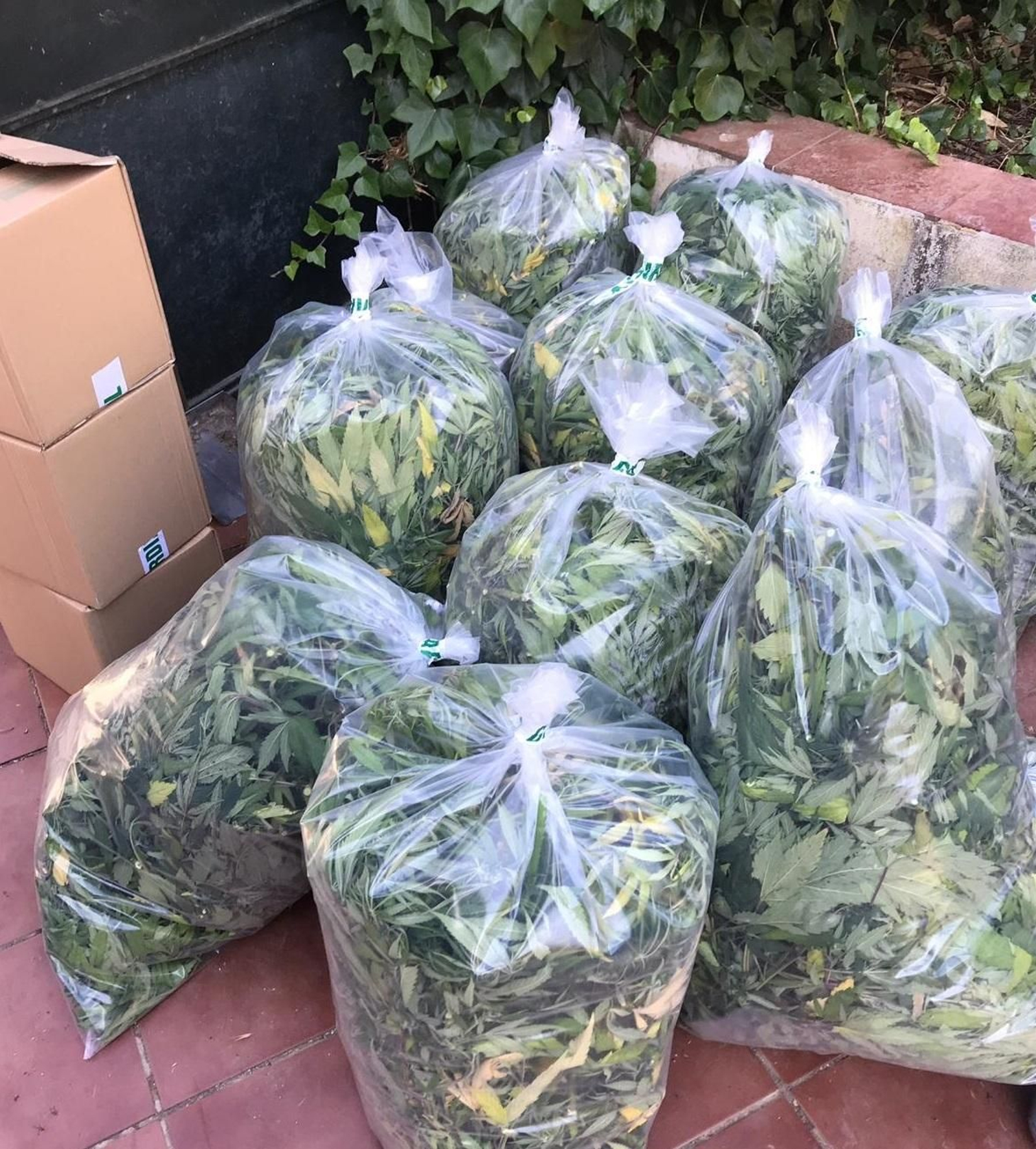 Bolsas con parte de las plantas de marihuana incautadas por la Policía Local de La Zubia y la Guardia Civil