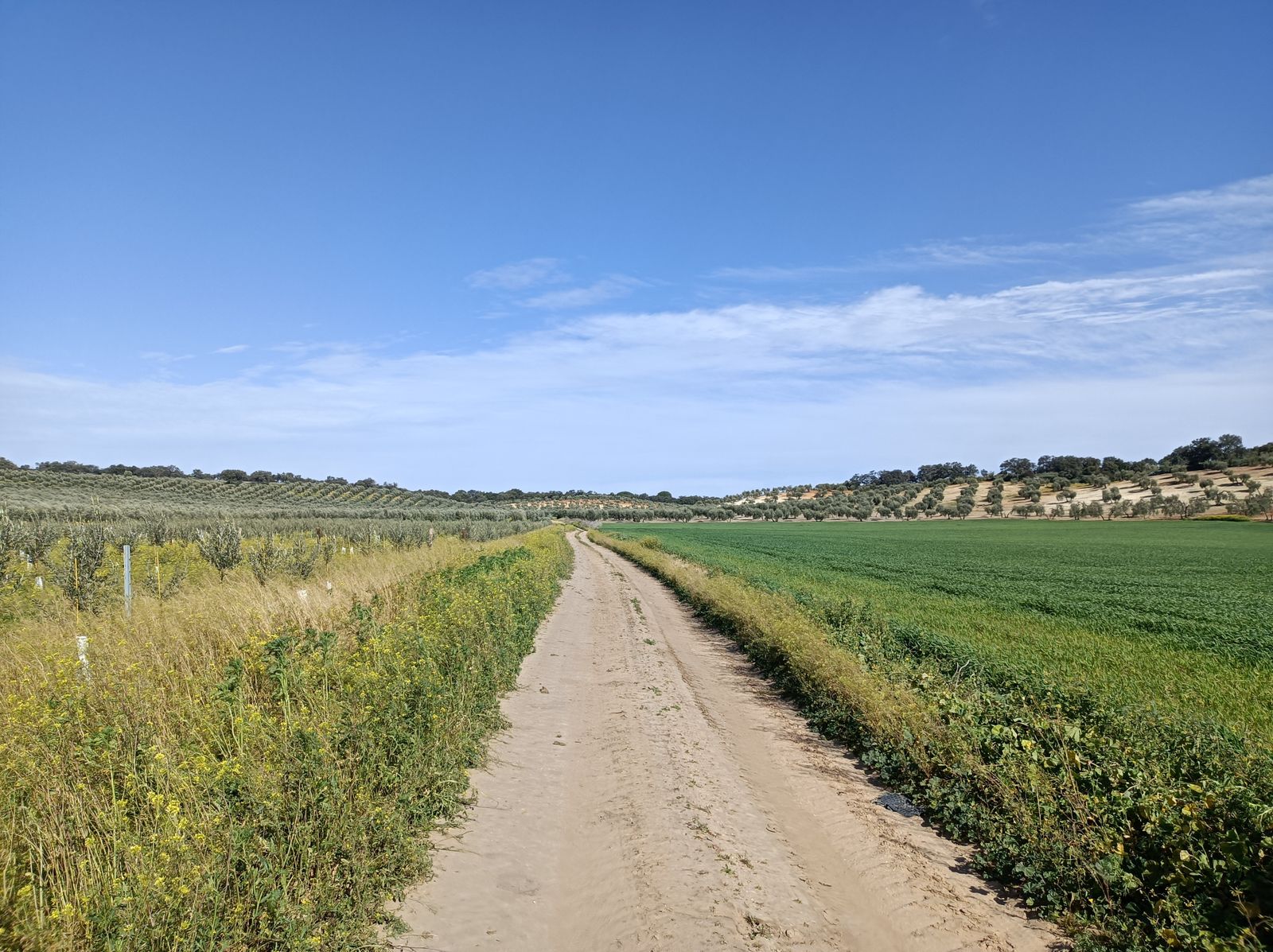 Comienzan los campos de cultivo.