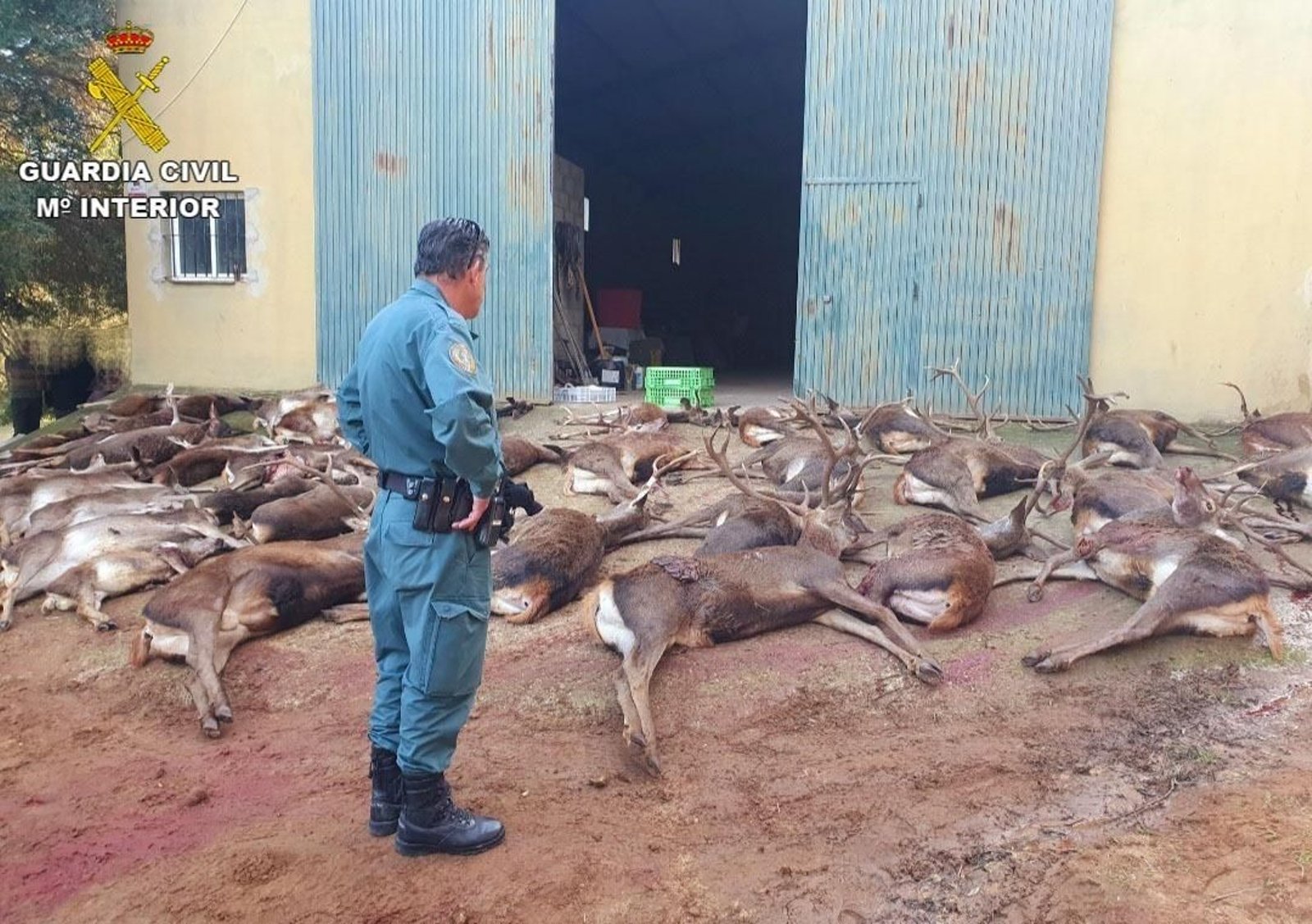 Los ciervos abatidos en Vejer.