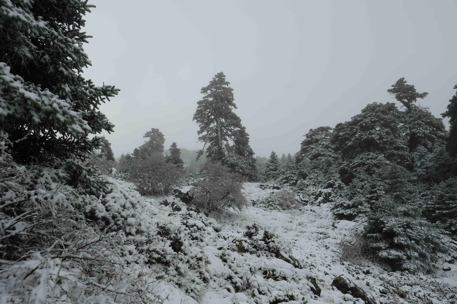Estampa invernal en al Parque Nacional Sierra de las Nieves, en imágenes