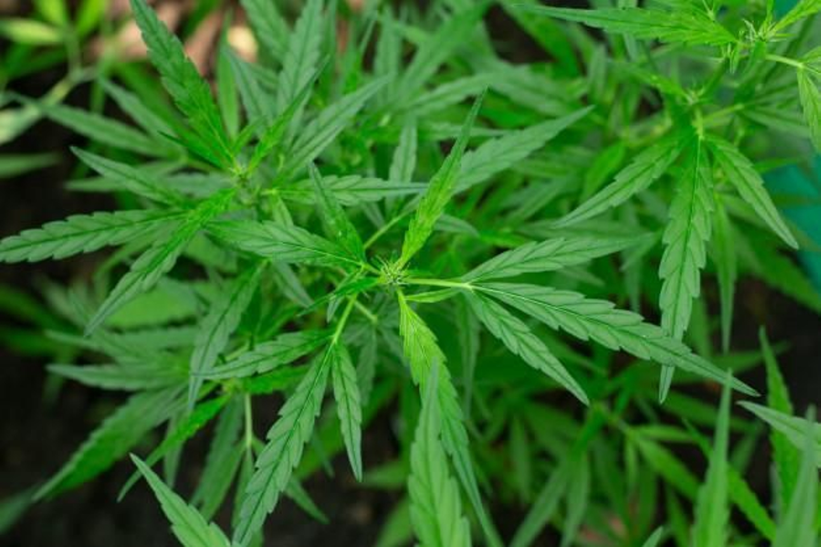 El mes de agosto, un mes ideal para las plantaciones