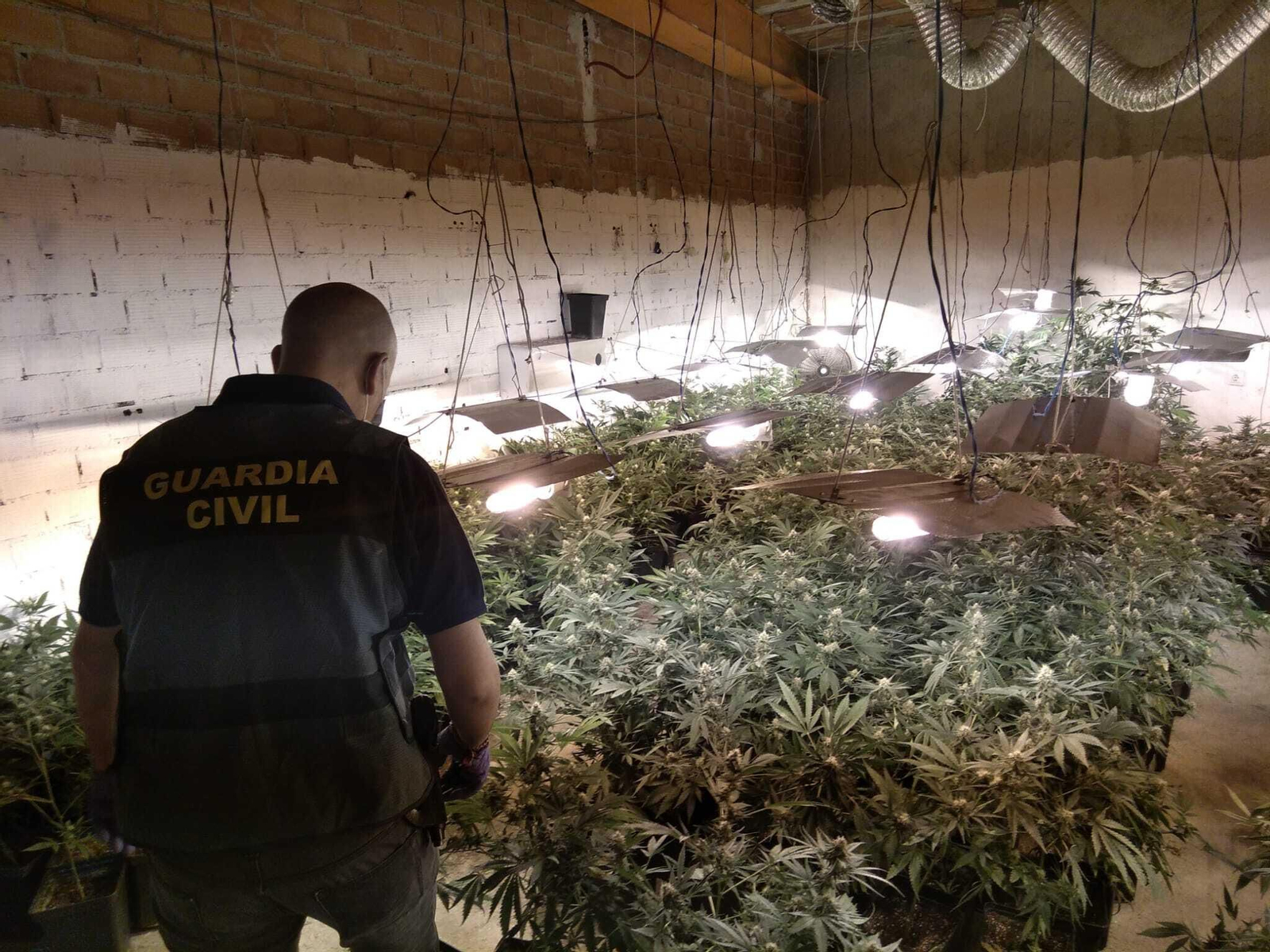 Un agente de la Guardia Civil en una de las plantaciones de marihuana desmanteladas durante un operativo.