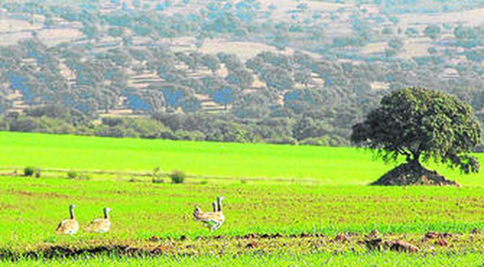 Un grupo de avutardas en el campo andaluz.