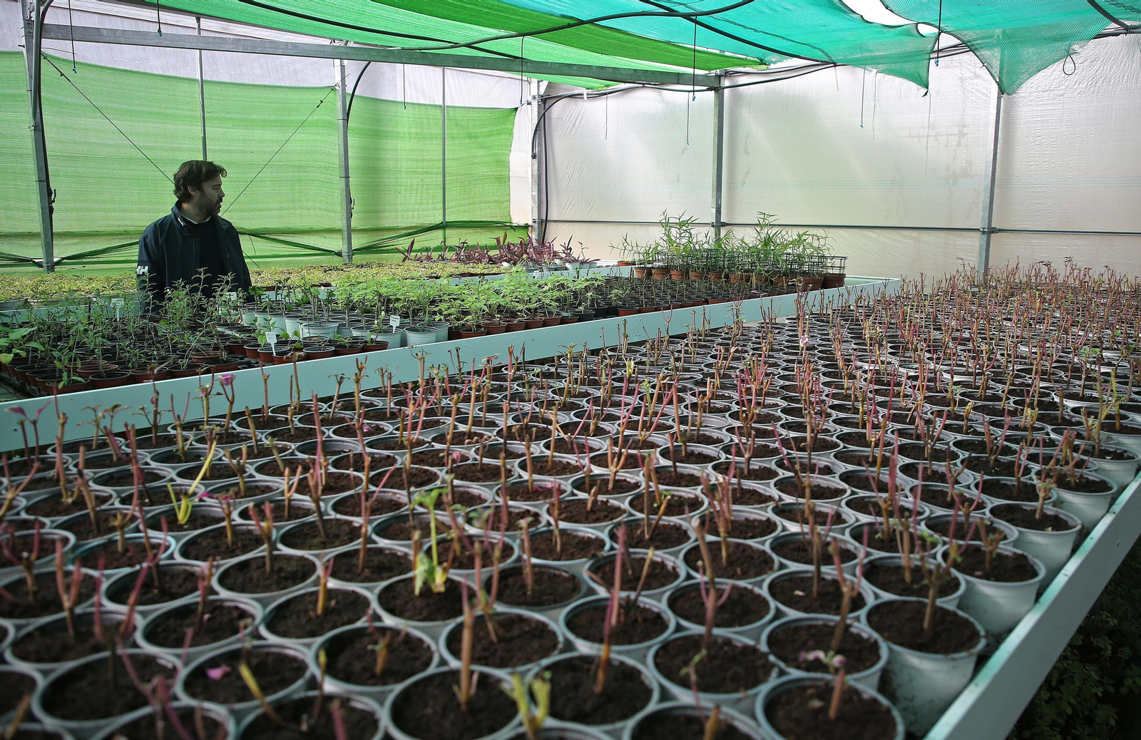 Fotos del vivero municipal de Algeciras