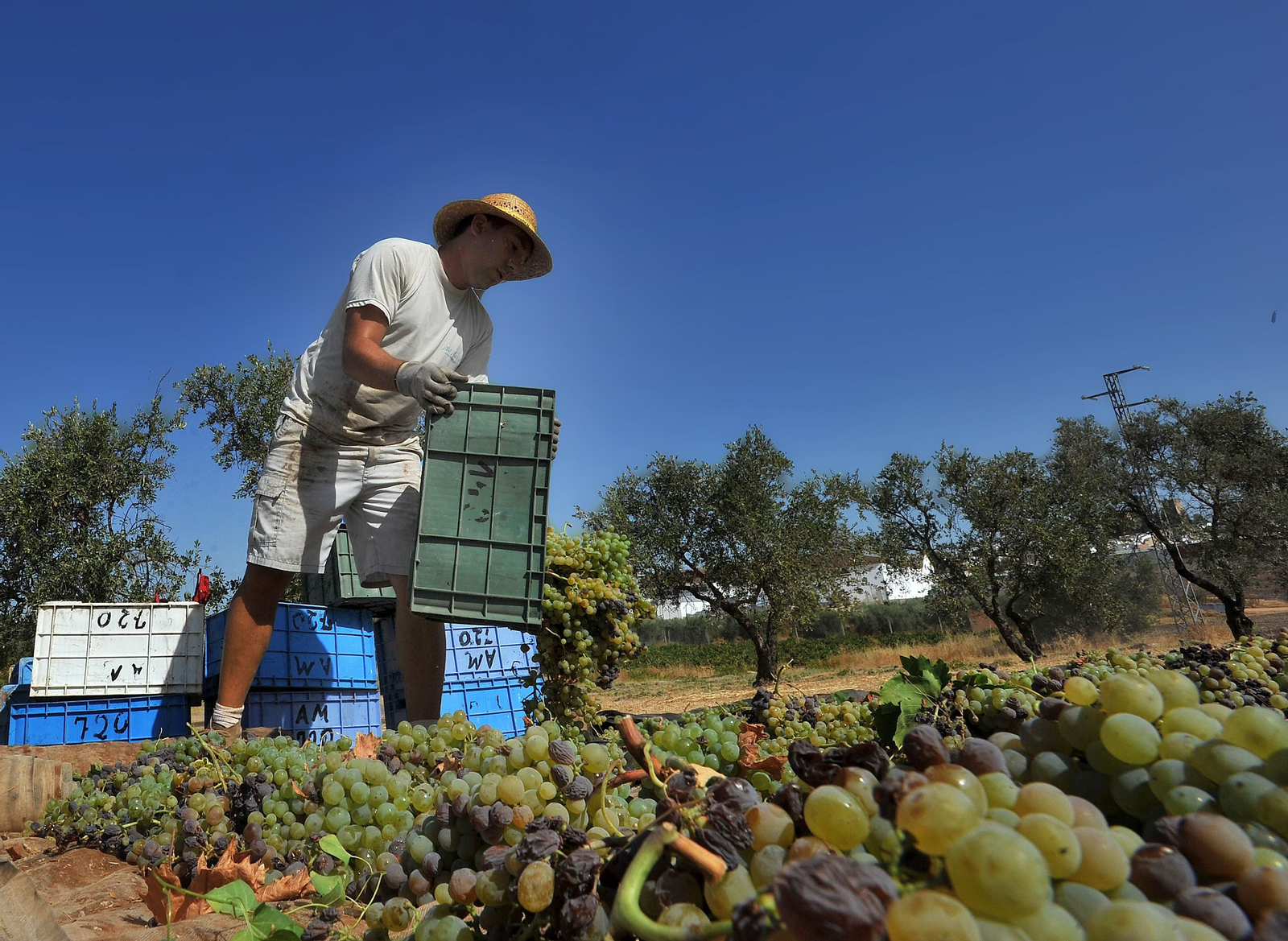 Así se elabora el vino Pedro Ximénez