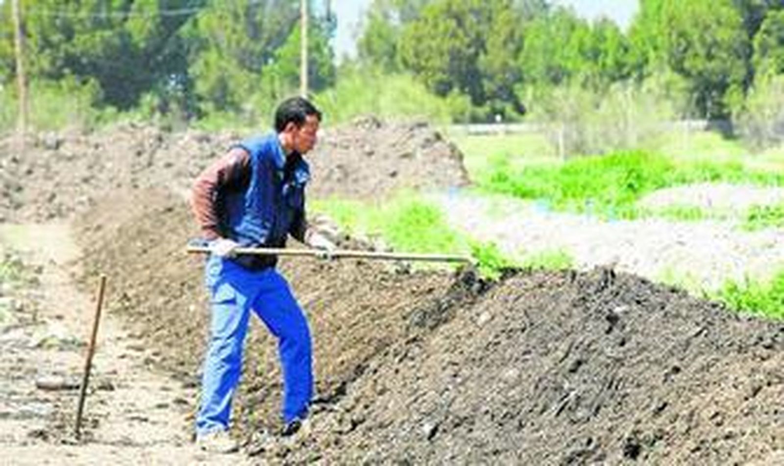 Las lombrices están ubicadas en lechos de tierra situados al aire libre.