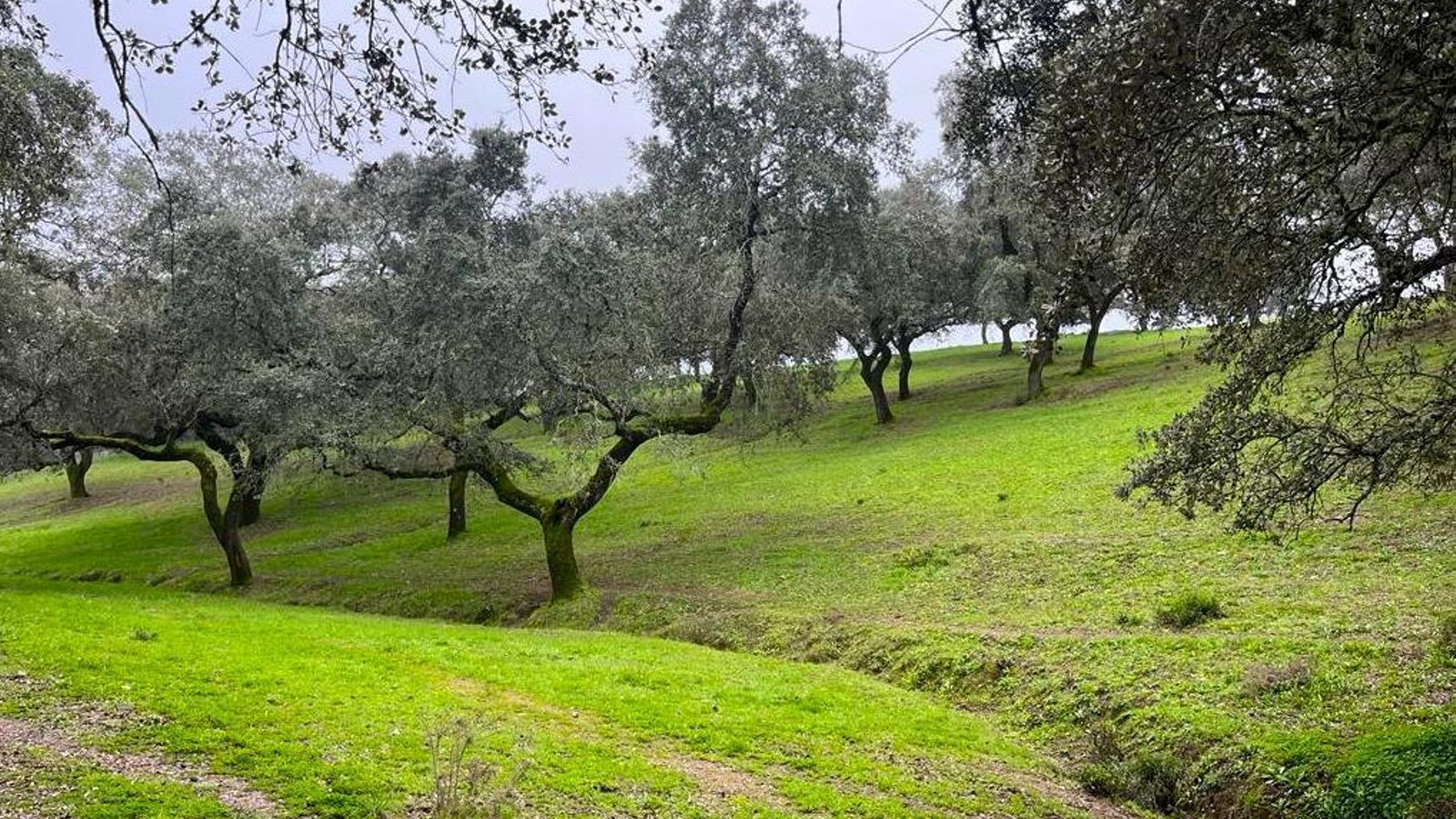 'Sendero de Montenegrón'