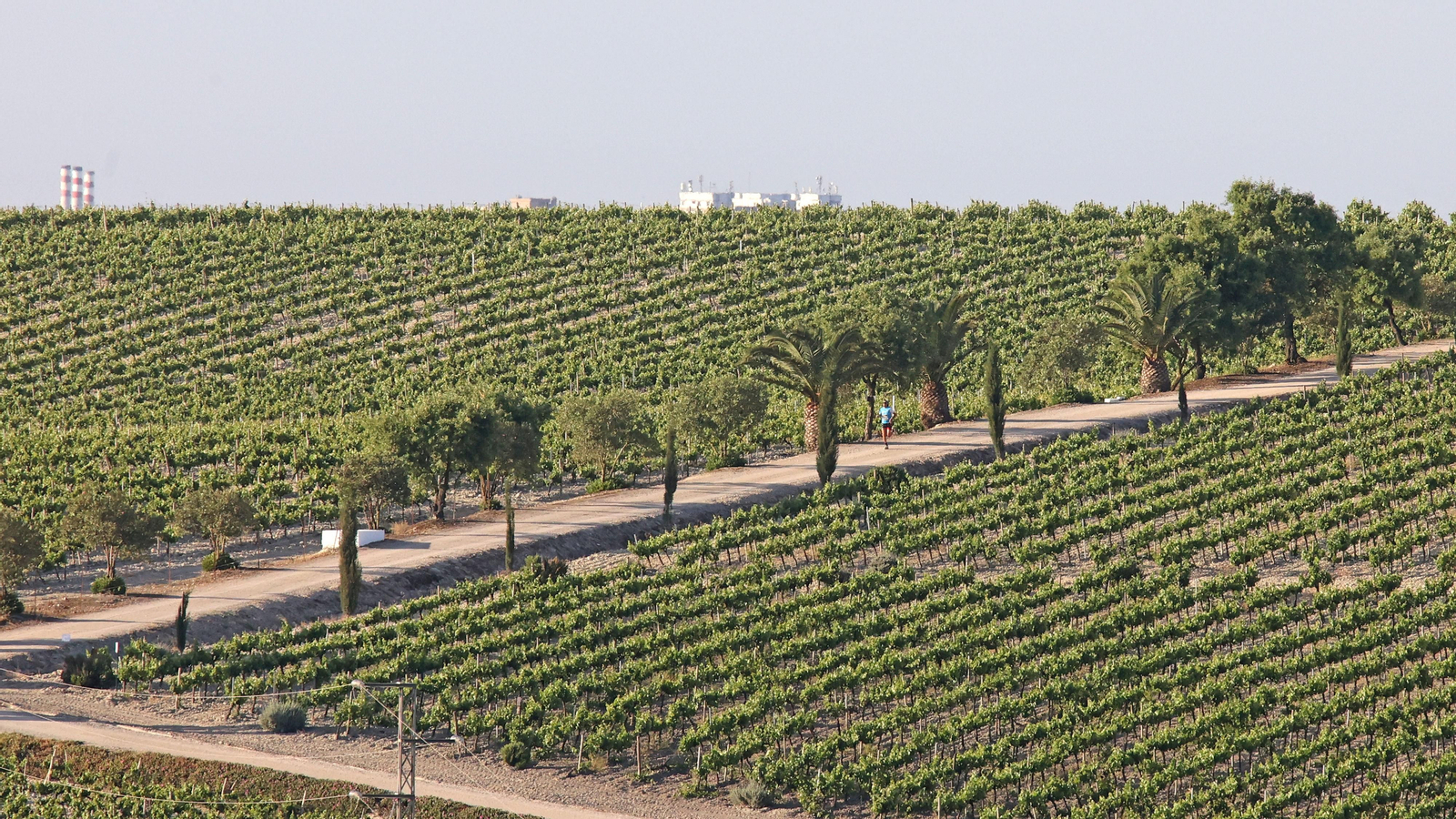 VI Sherry Maratón Jerez