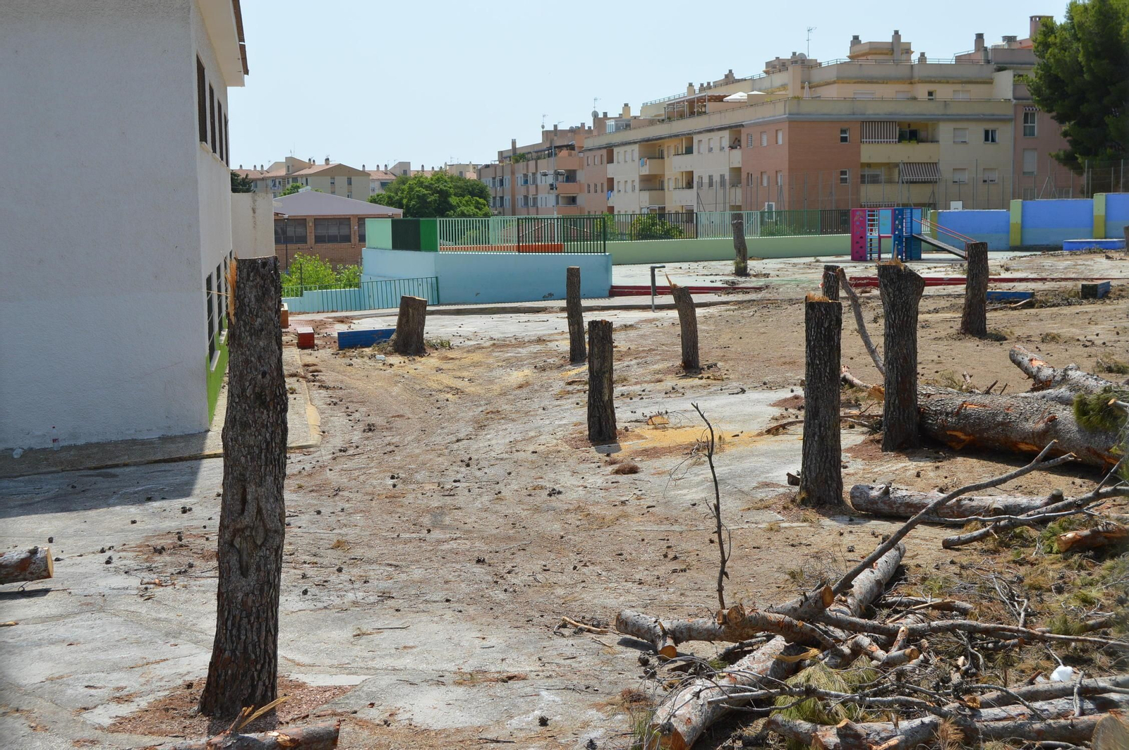 Árboles talados en el patio del colegio.
