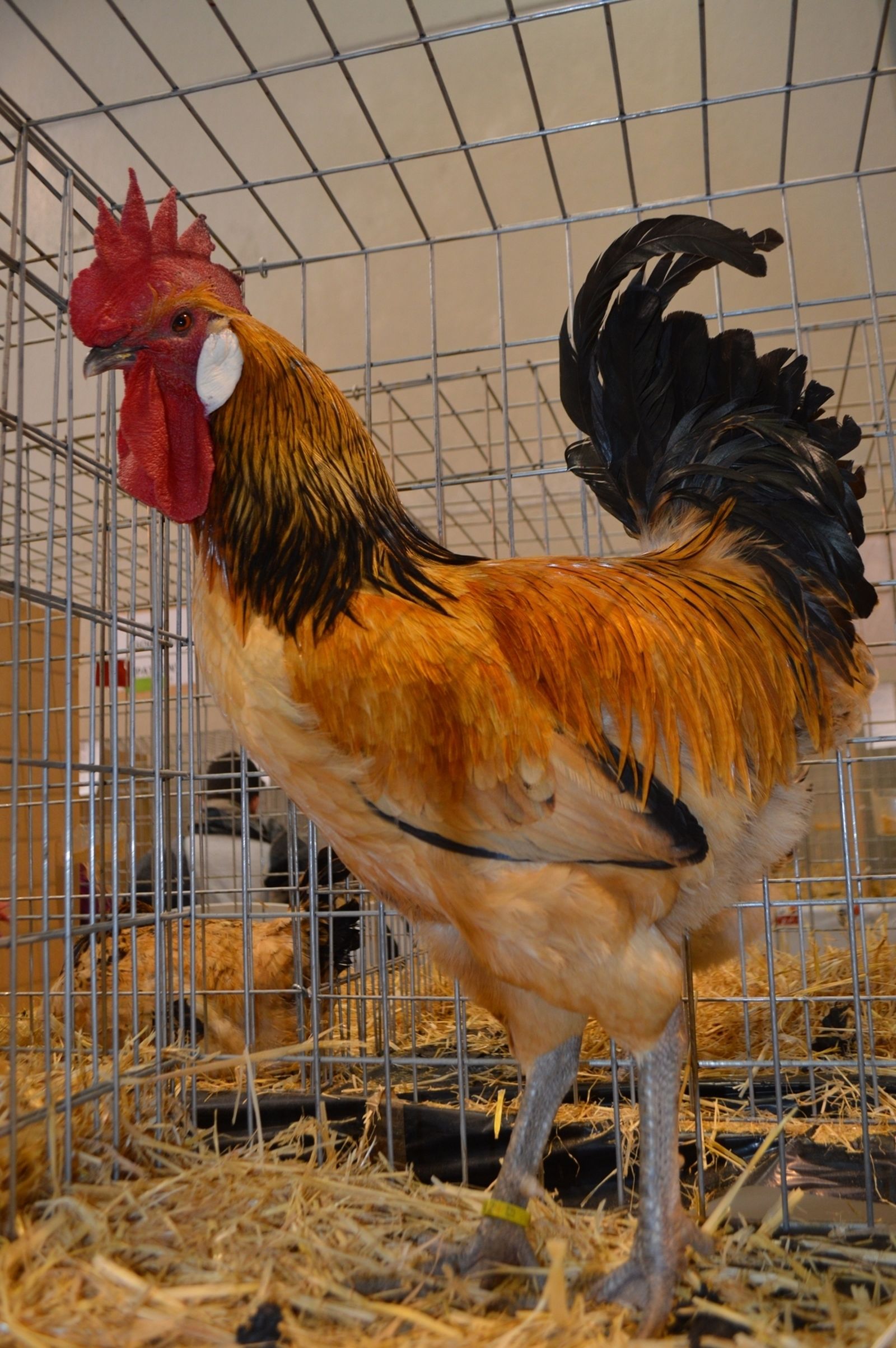 Uno de los ejemplares.