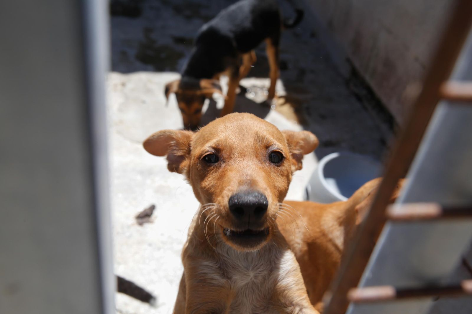 Las fotos de la protectora de animales de La Línea El gato andaluz