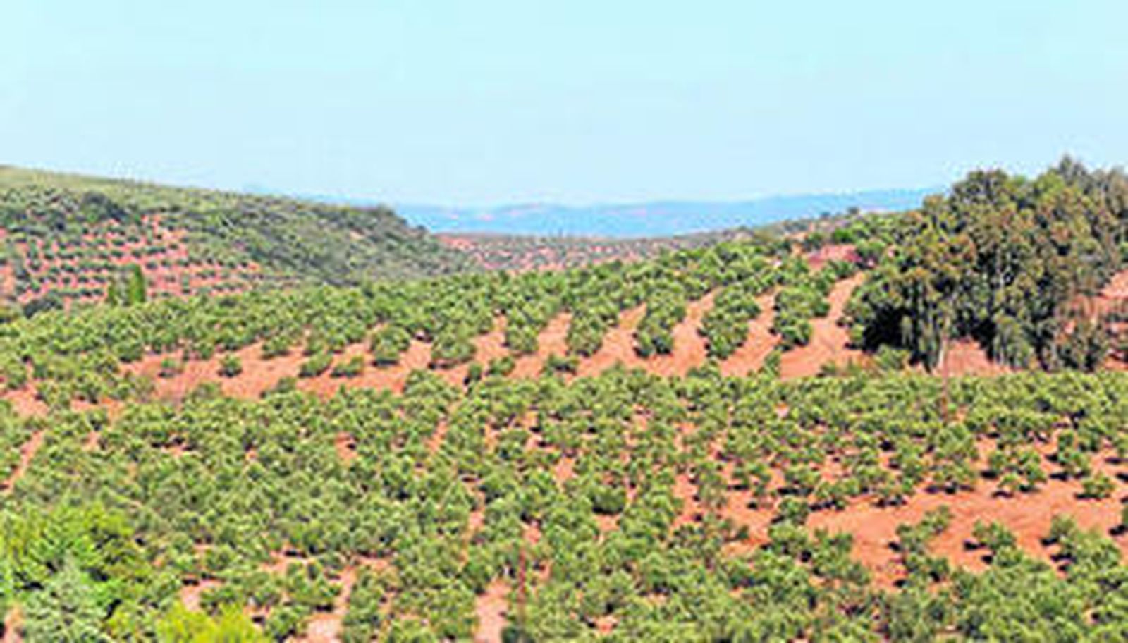 Monte reforestado en el término municipal de Montoro.