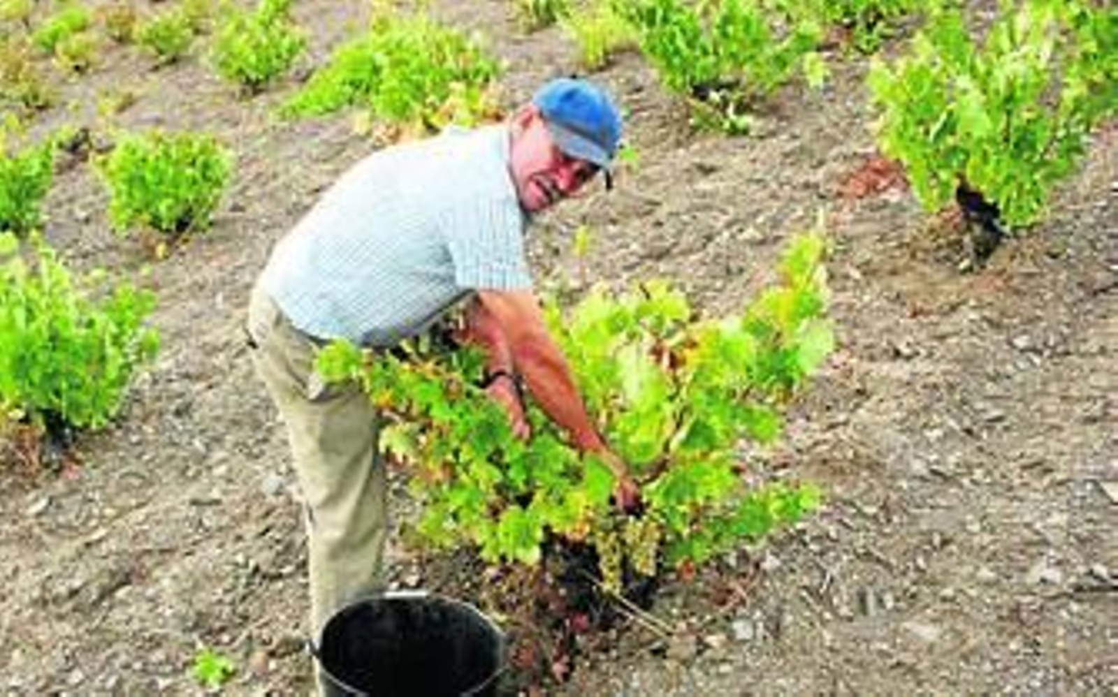 Vendimia de la jaen blanca de Montenegro.