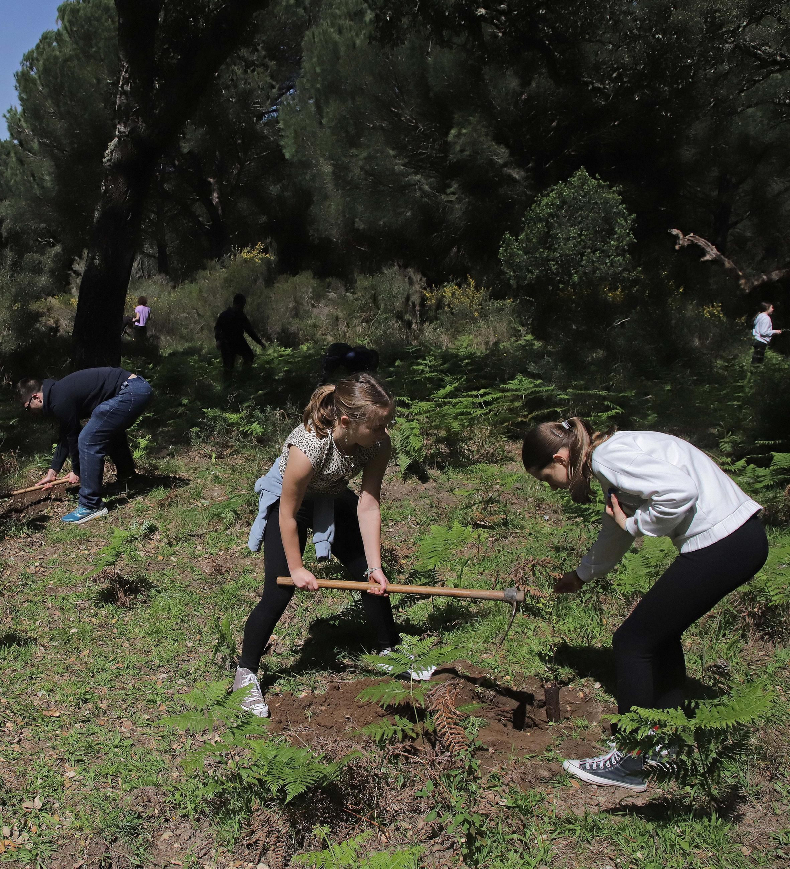 Fotografías de la plantación del programa 'Reverdece' de Acerinox Fotografías de la plantación del programa 'Reverdece' de Acerinox