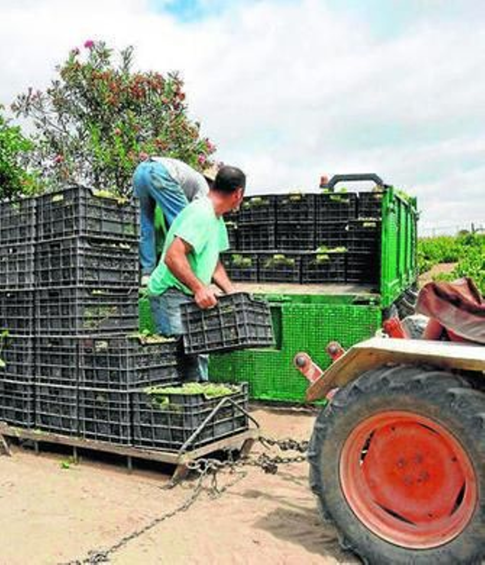 Trabajaadores en la campaña de la uva.