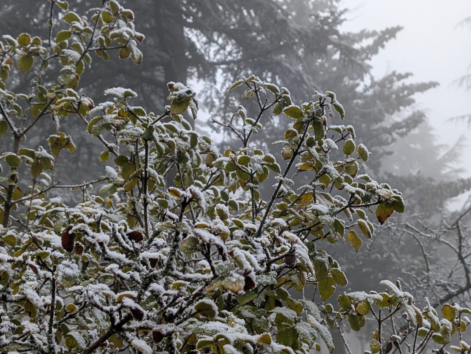 Una rama cubierta de nieve en la Sierra de Cabra.