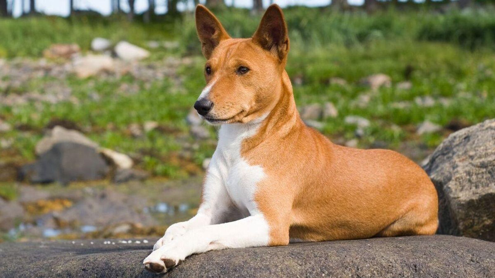 Basenji
