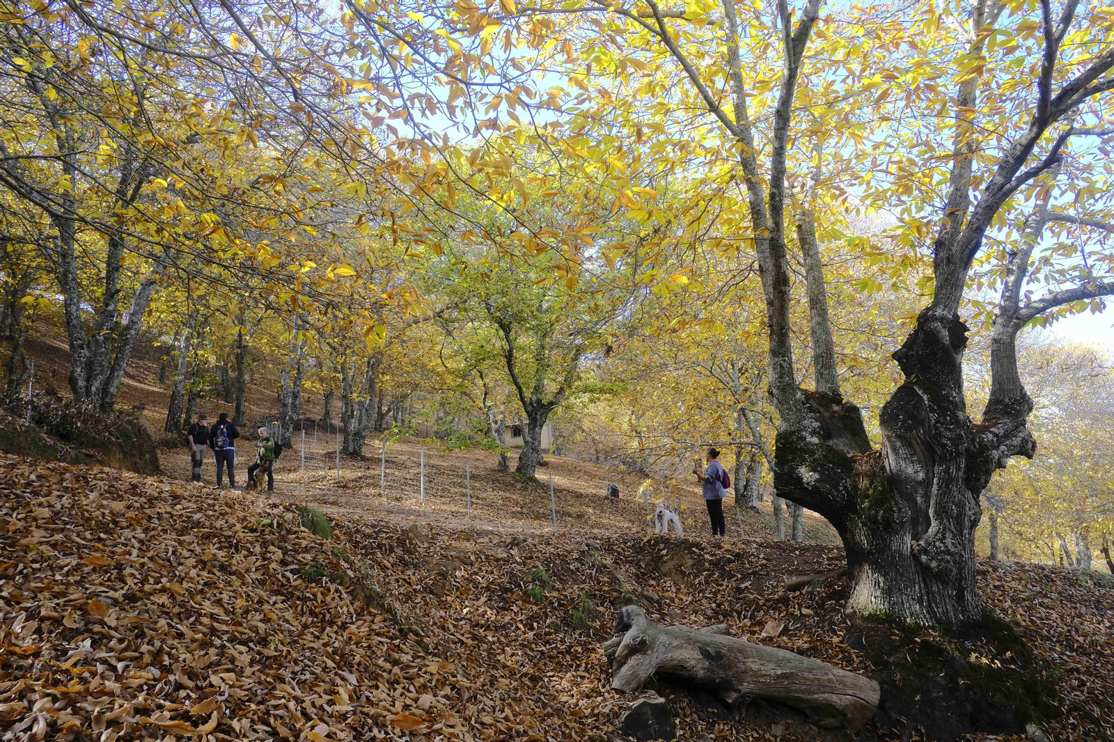 Castañares en la zona de Pujerra.