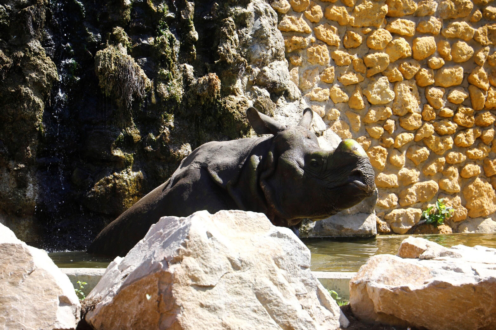 Así es Manas, el rinoceronte indio del Zoo de Córdoba