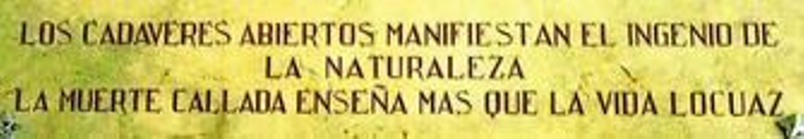 Tres de los cinco cuerpos con los que se trabaja en la Facultad de Medicina de Cádiz.