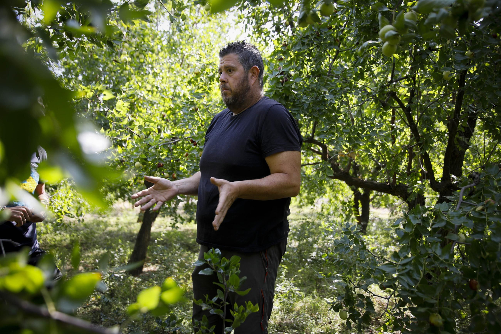 Imágenes del cultivo de azufaifas en Abrucena