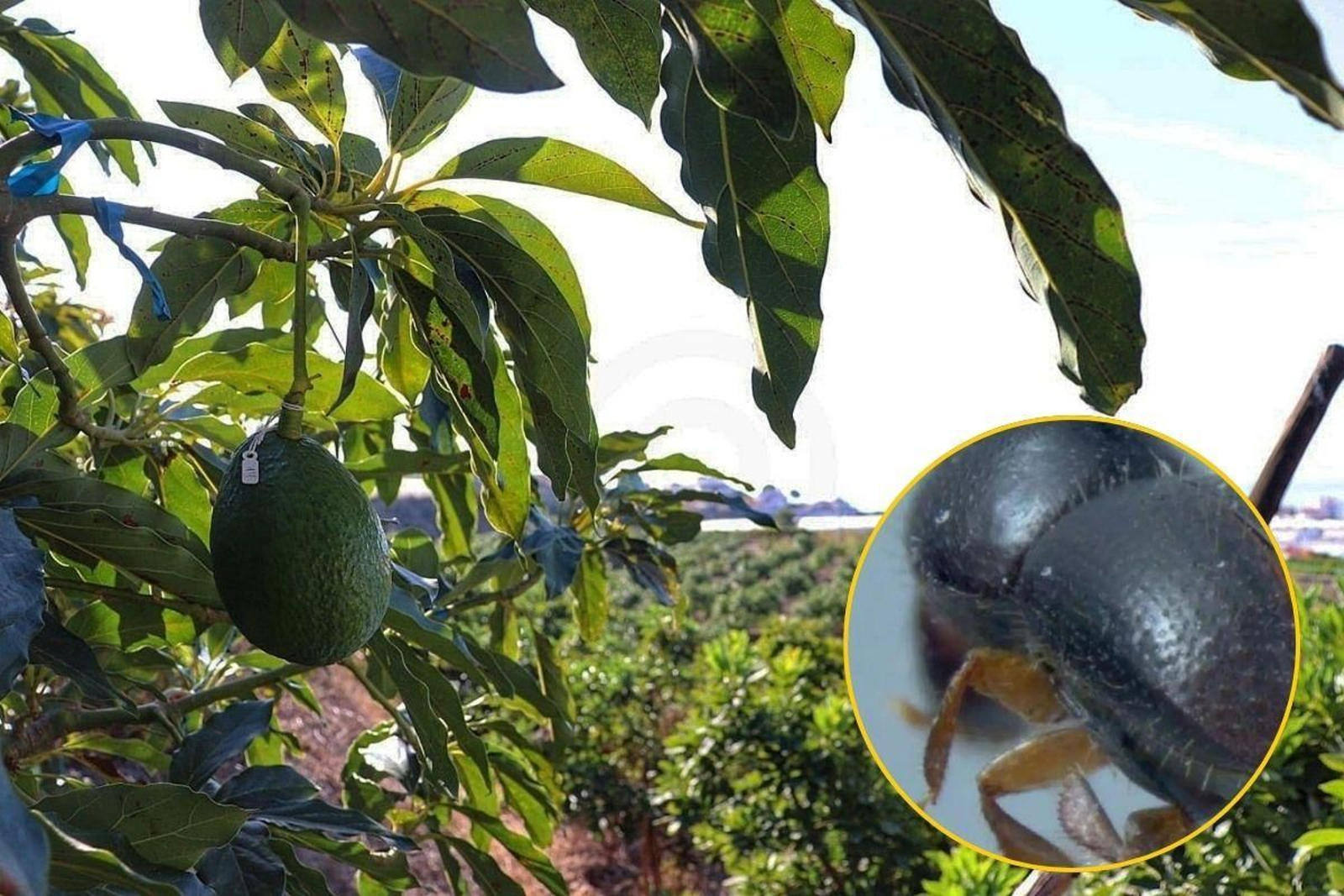 Alerta al Ministerio de Agricultura de la presencia en la Costa de Granada de un escarabajo que afecta al árbol del aguacate