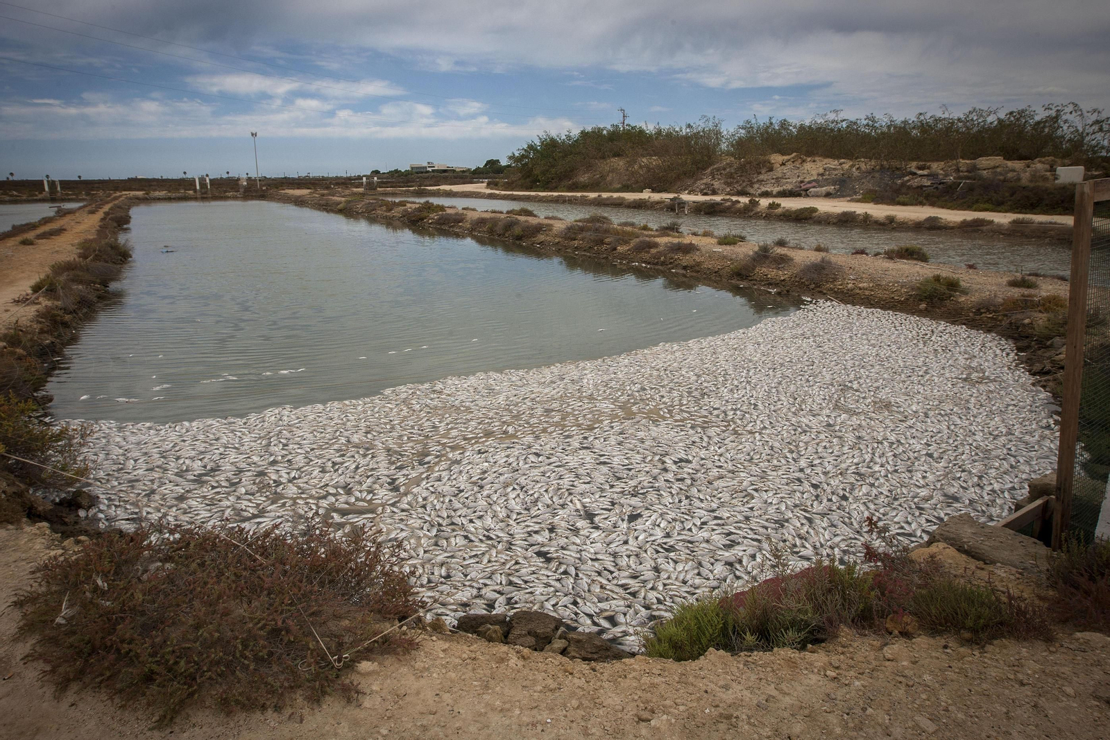 Miles de doradas muertas en una de las balsas de la piscifactoría ubicada en San Fernando, junto a la playa de Camposoto.