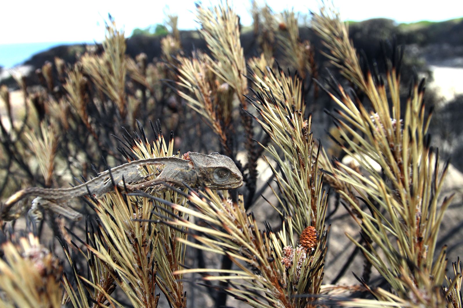 Imágenes de las consecuencias del incendio de Moguer