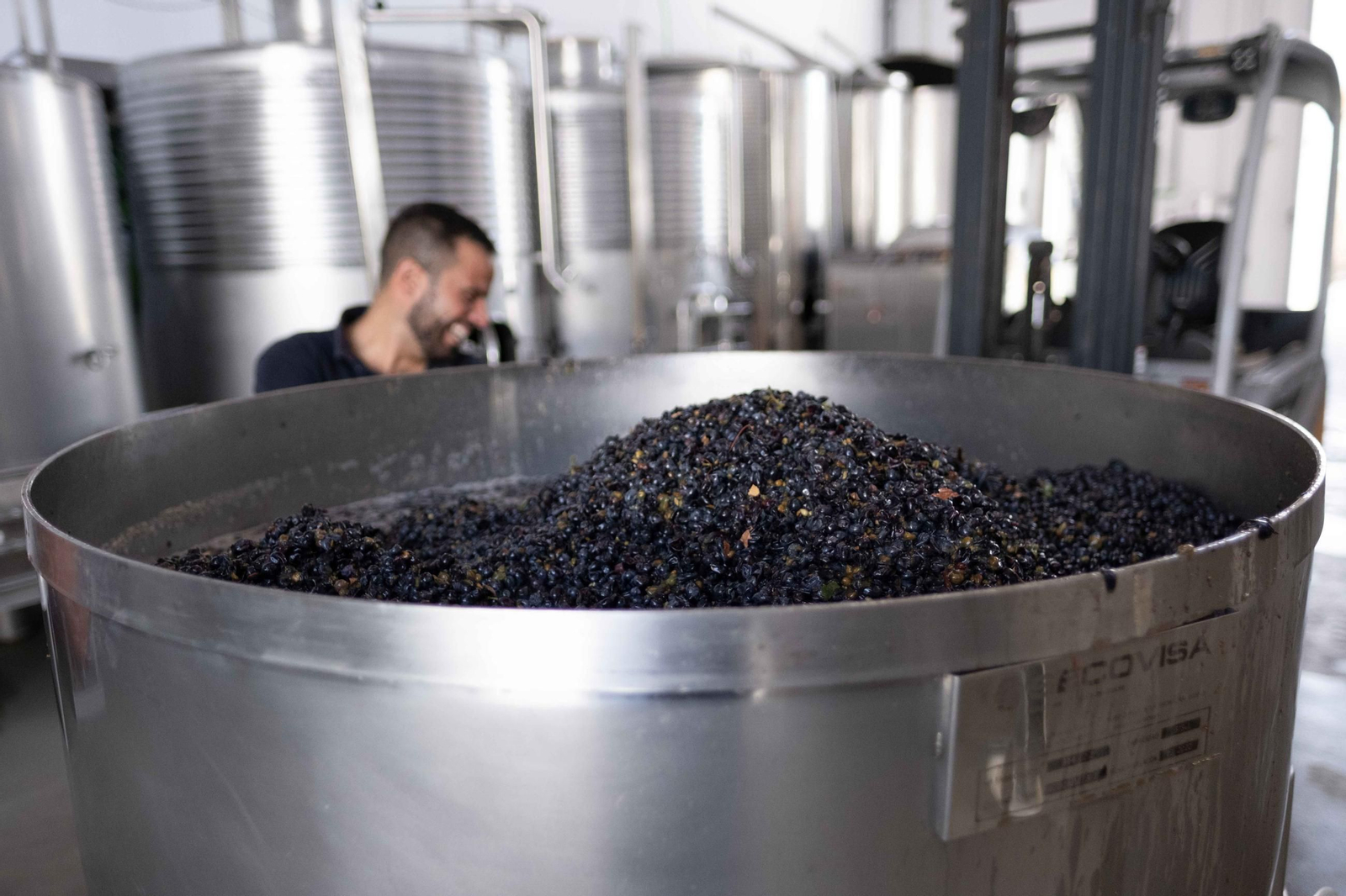 La vendimia de la Serranía, en imágenes