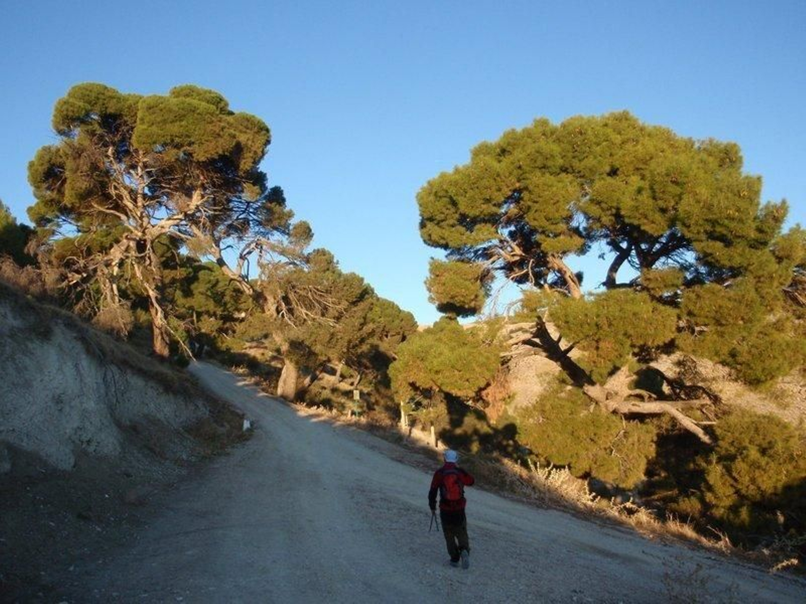 Centenario Pinar de Cánava en Jimena.
