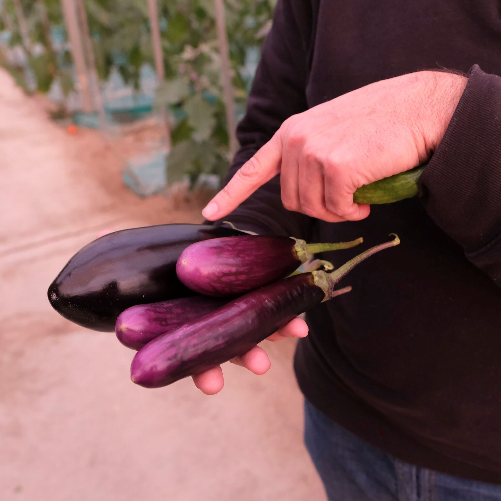 Berenjenas tipo delistra y una convencional, frente a frente.