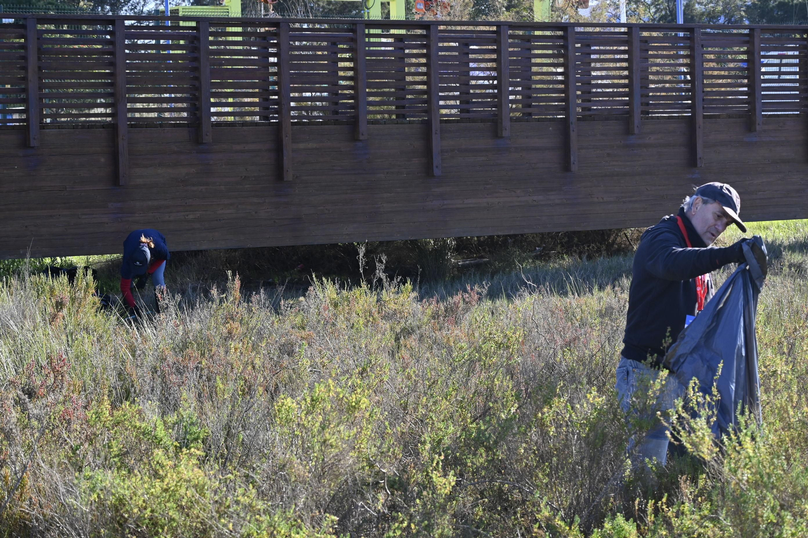 Plantación de la especie autóctona Espartina Marítima en imágenes