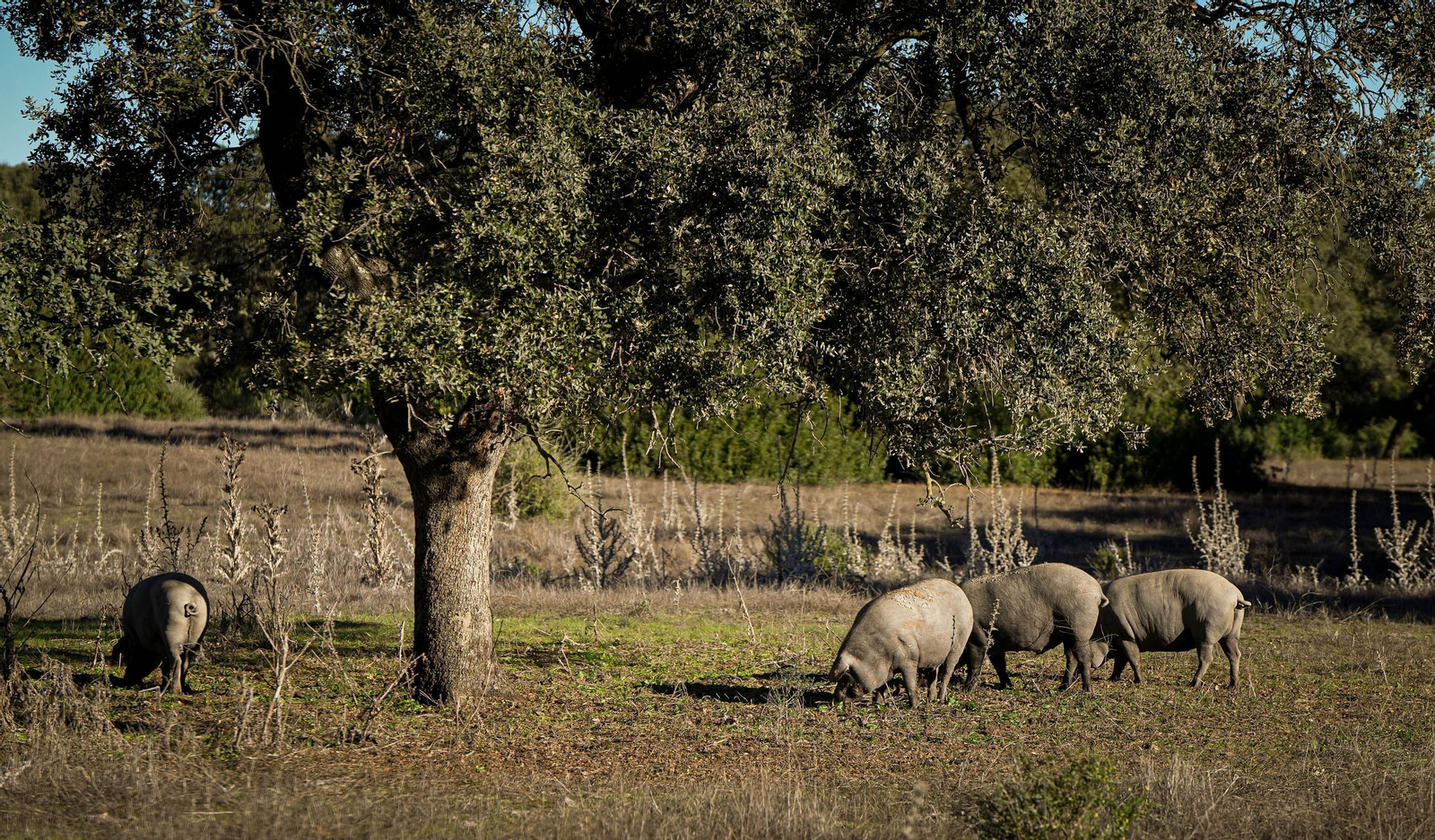 Del campo a la mesa, así son los jamones de Montesierra que vende Mercadona