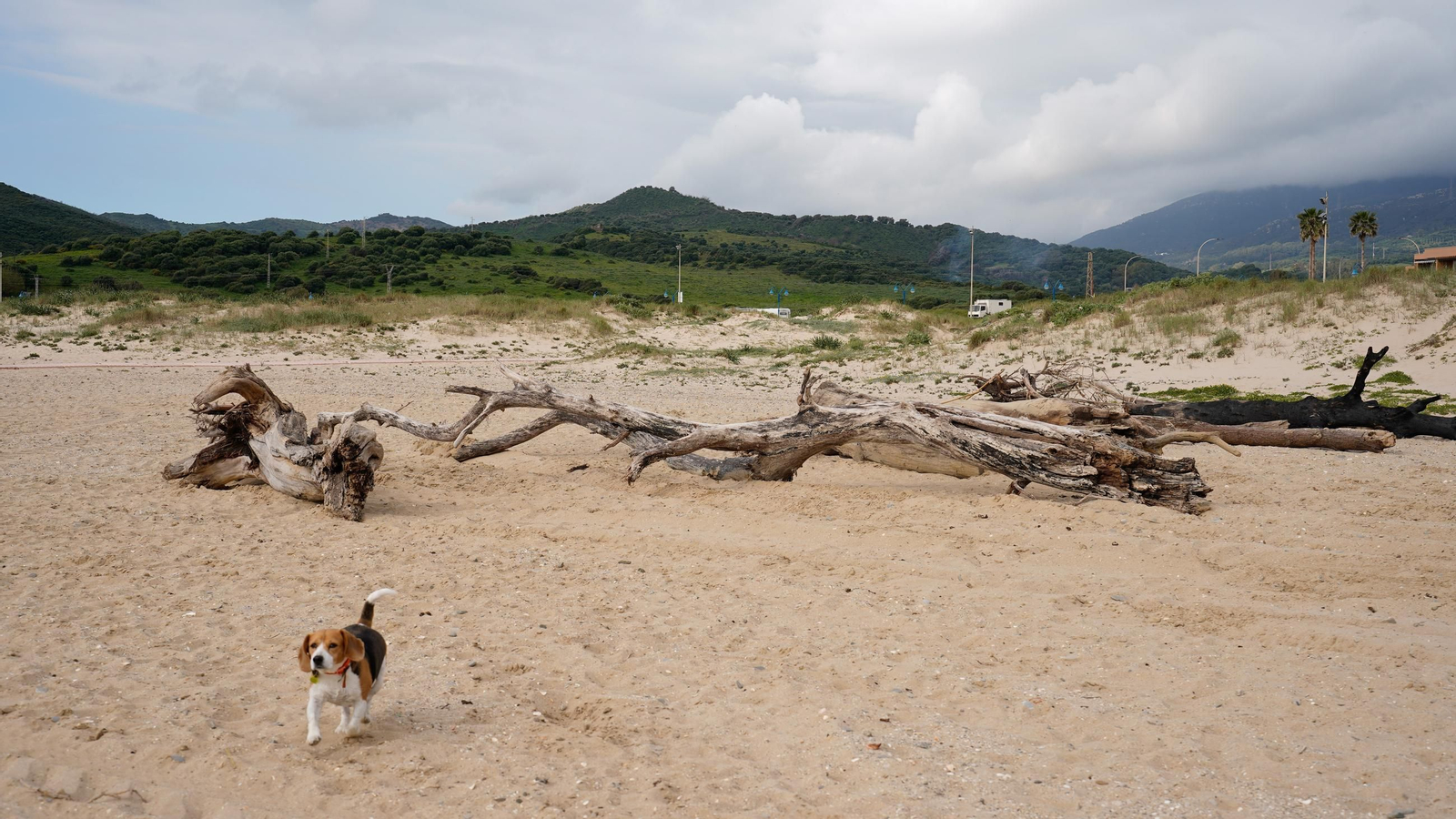 Fotos de la playa de Getares llena de cañas y desechos