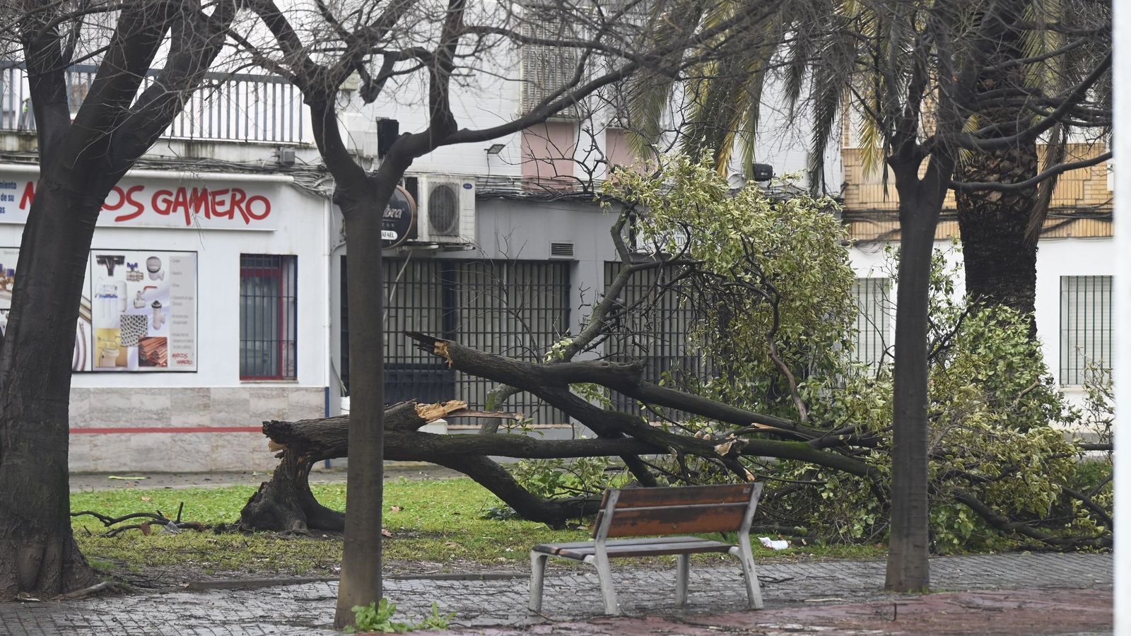 Las imágenes de los destrozos de la borrasca Kristin en Córdoba: árboles arrancados y desprendimientos de tejados y fachadas