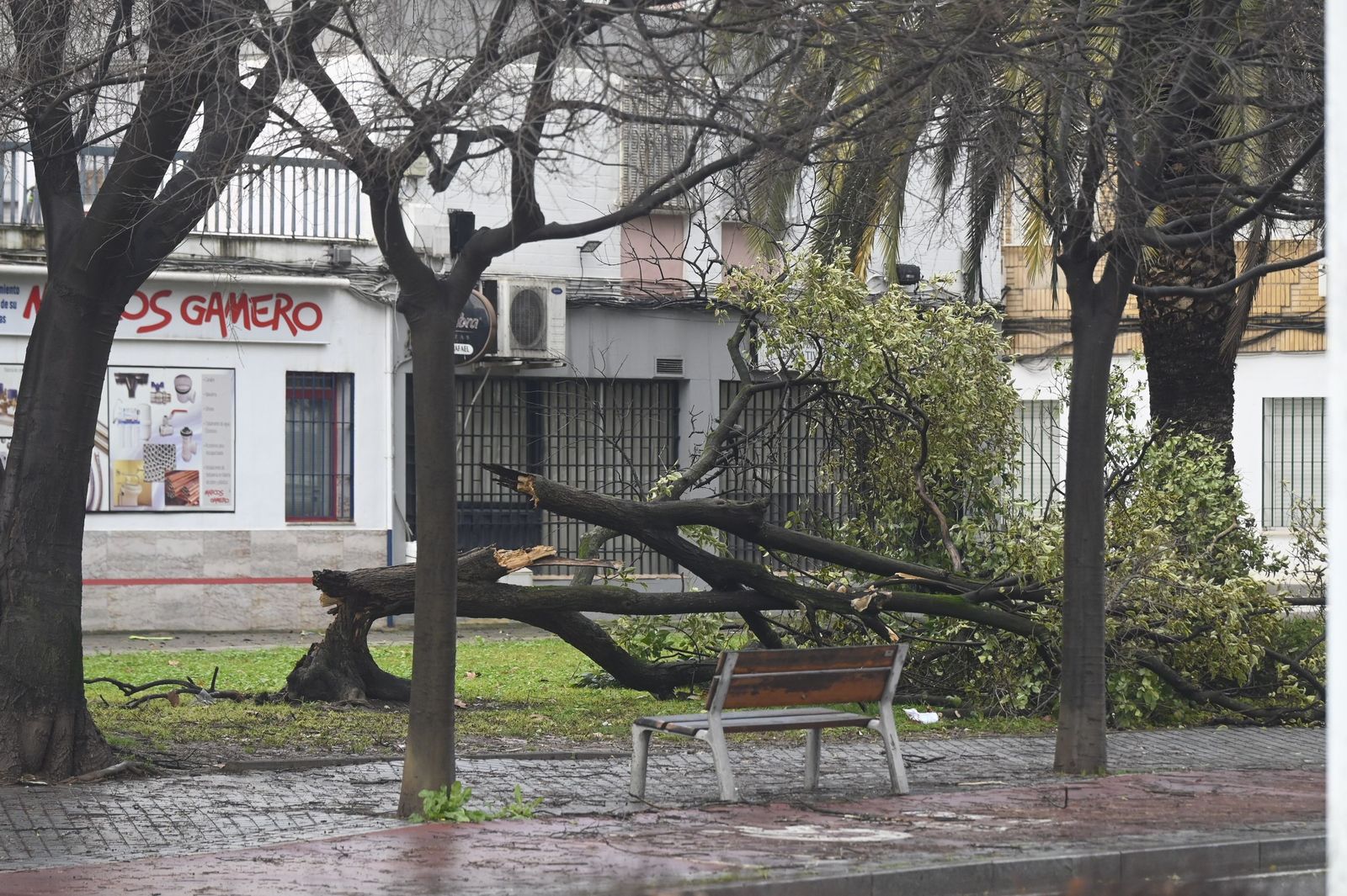 Las imágenes de los destrozos de la borrasca Kristin en Córdoba: árboles arrancados y desprendimientos de tejados y fachadas