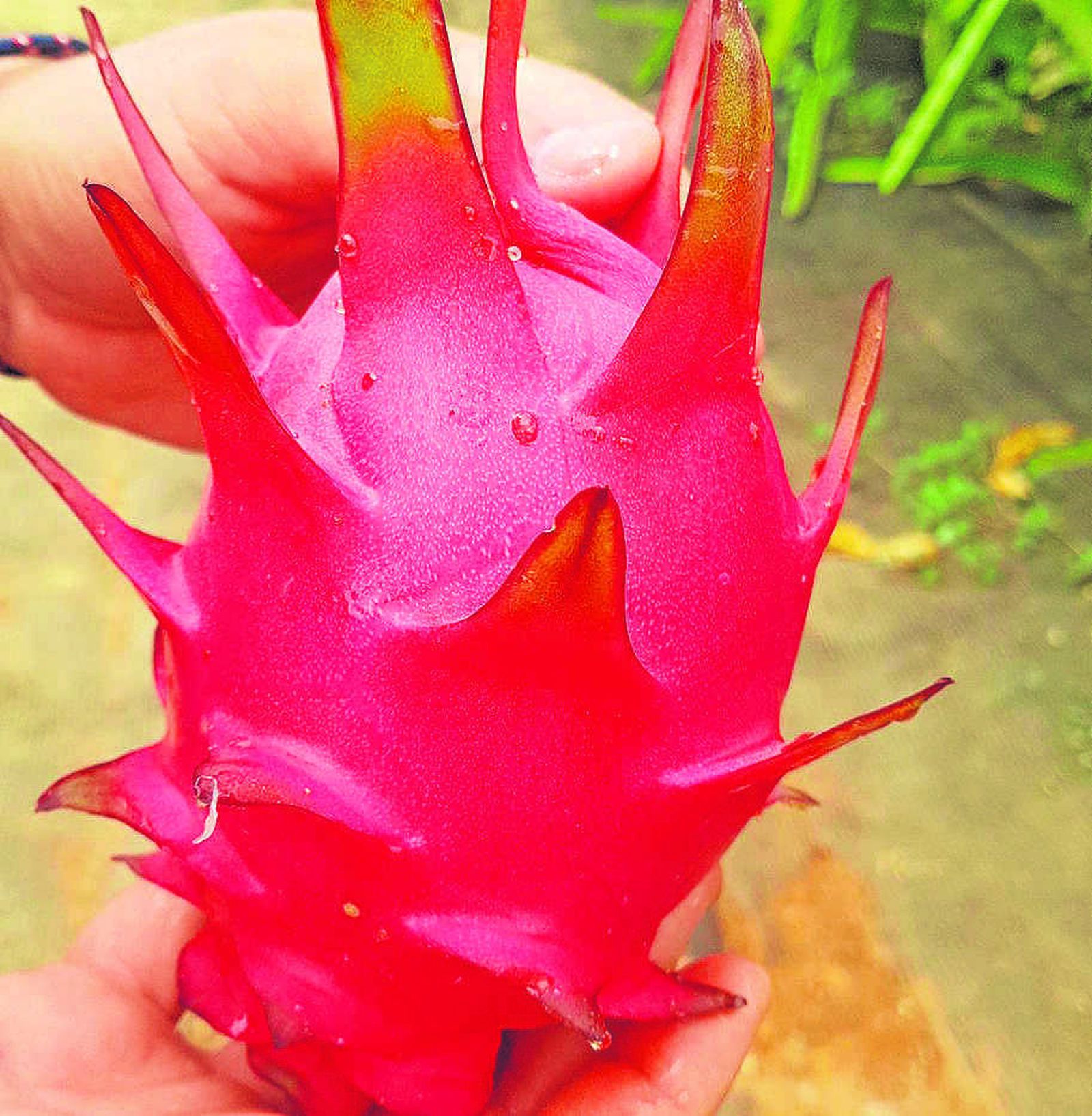 Anecoop apuesta por innovar para garantizar la supervivencia del campo