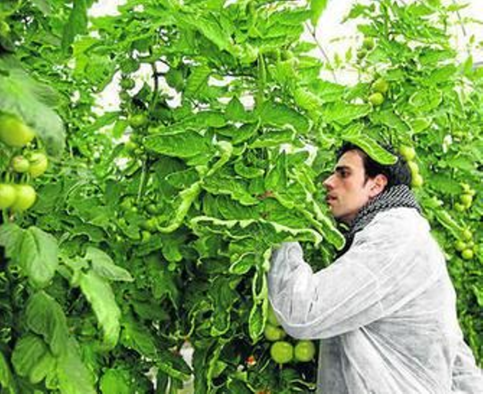 Para visitar los ensayos de Las Palmerillas, los participantes se dividieron en grupos de una treintena de personas.