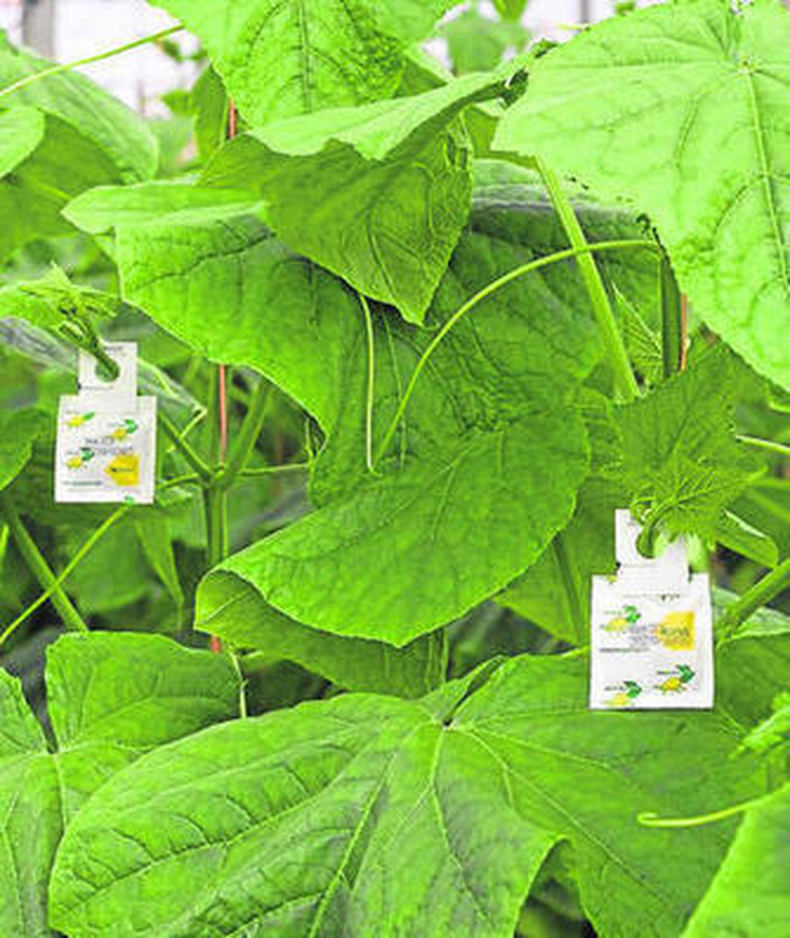 Koppert continúa innovando para mejorar la competitividad del campo.