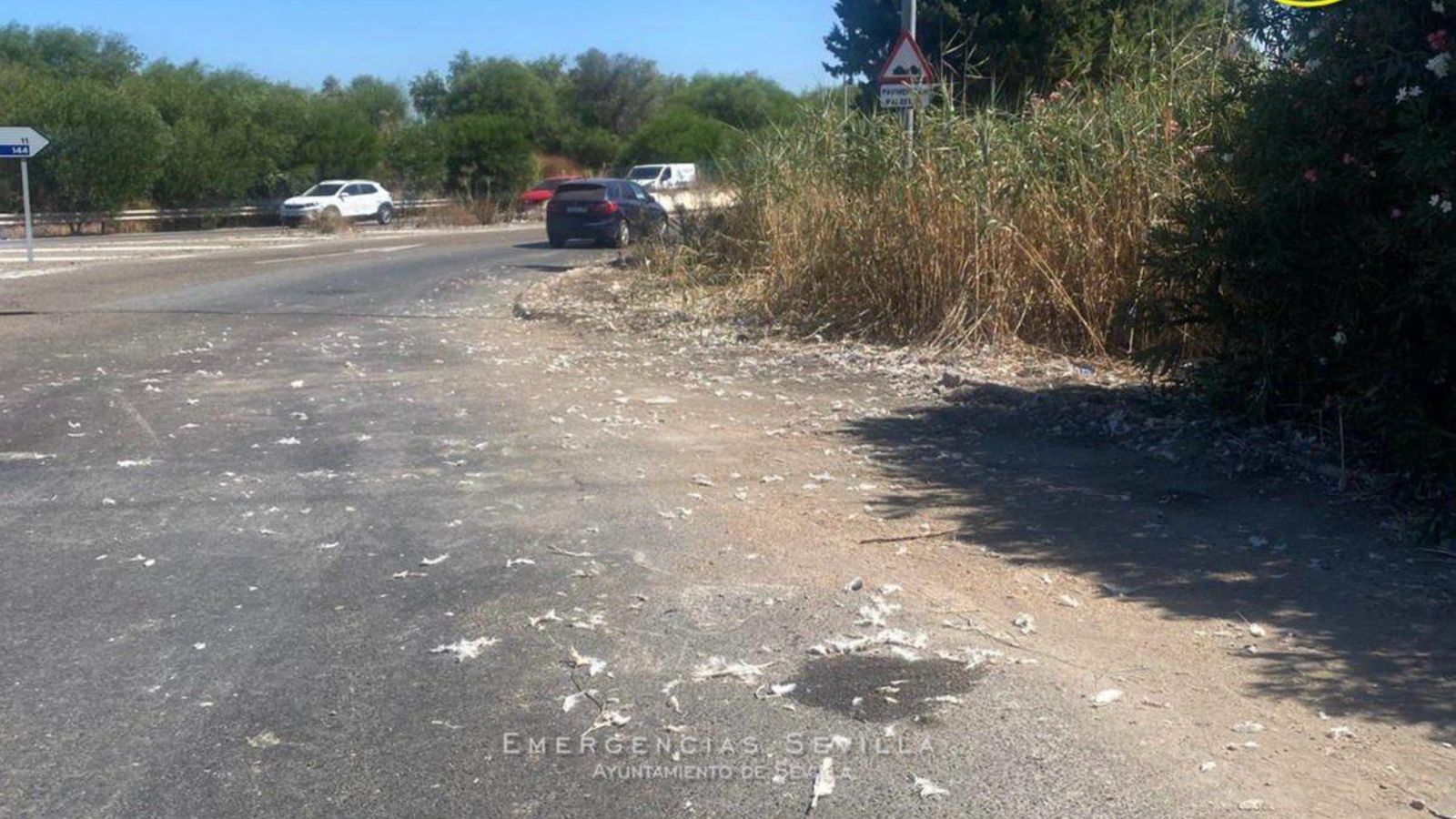 Así se quedó la calzada, repleta de plumas de pavos, una vez que el incidente fue resuelto.