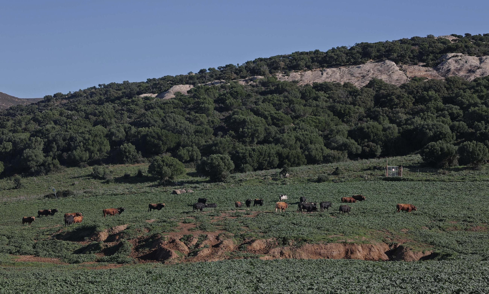 Los toros de La Palmosilla repiten en Pamplona por quinto San Fermín consecutivo, en imágenes