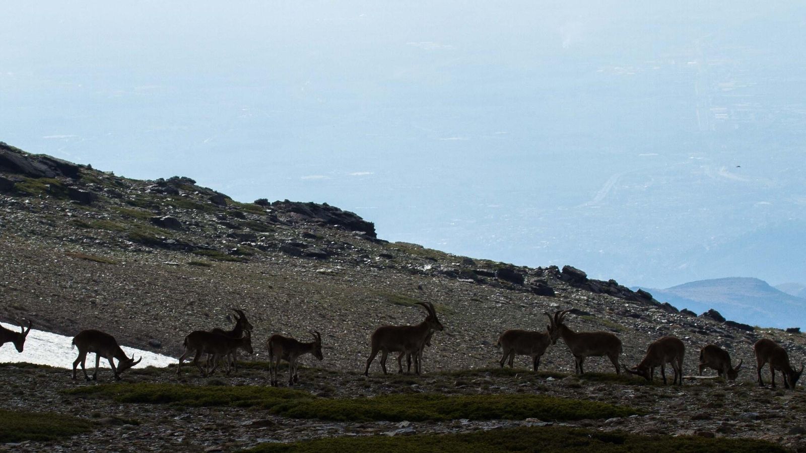 Sierra Nevada alberga la población más importante de cabra montés.