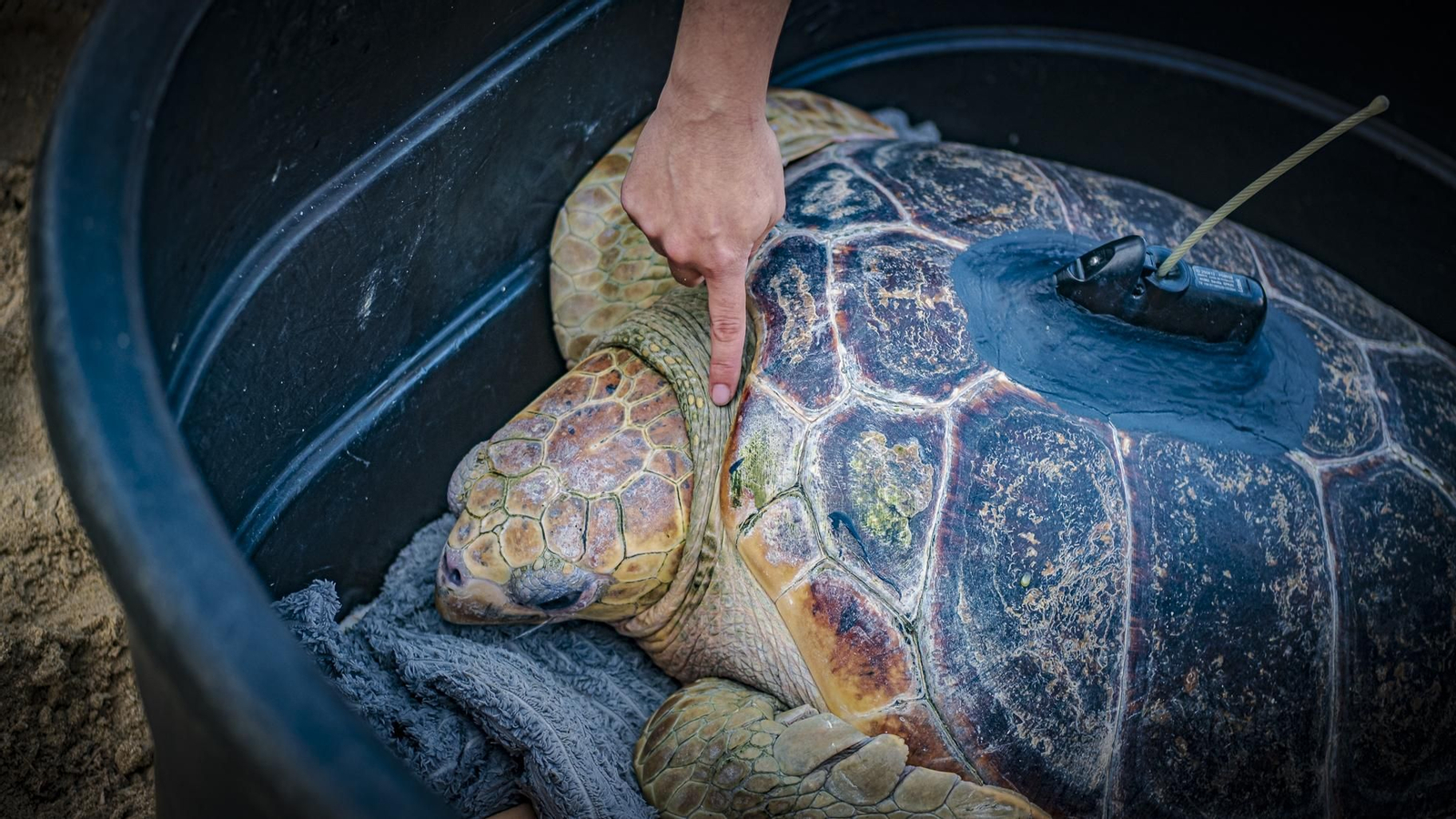 Las imágenes de la vuelta al mar de tres tortugas marinas en la playa de Cortadura, en Cádiz.