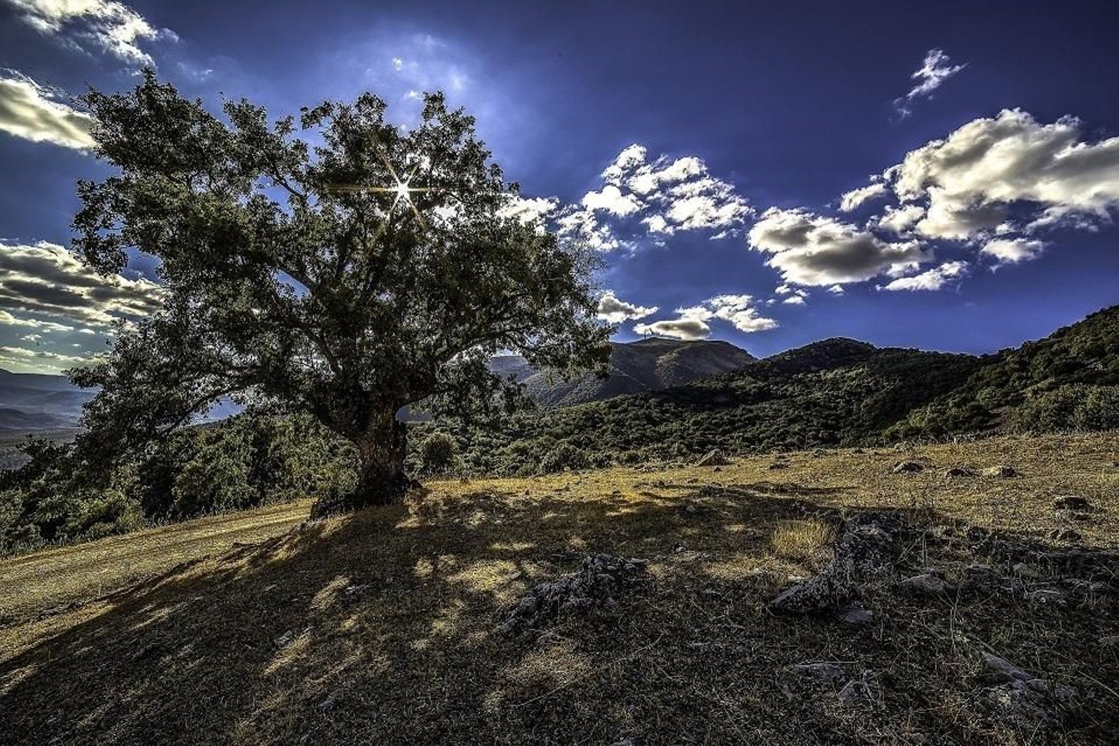 En Sierra Mágina podrás ver olivos centenarios y un cielo espectacular.