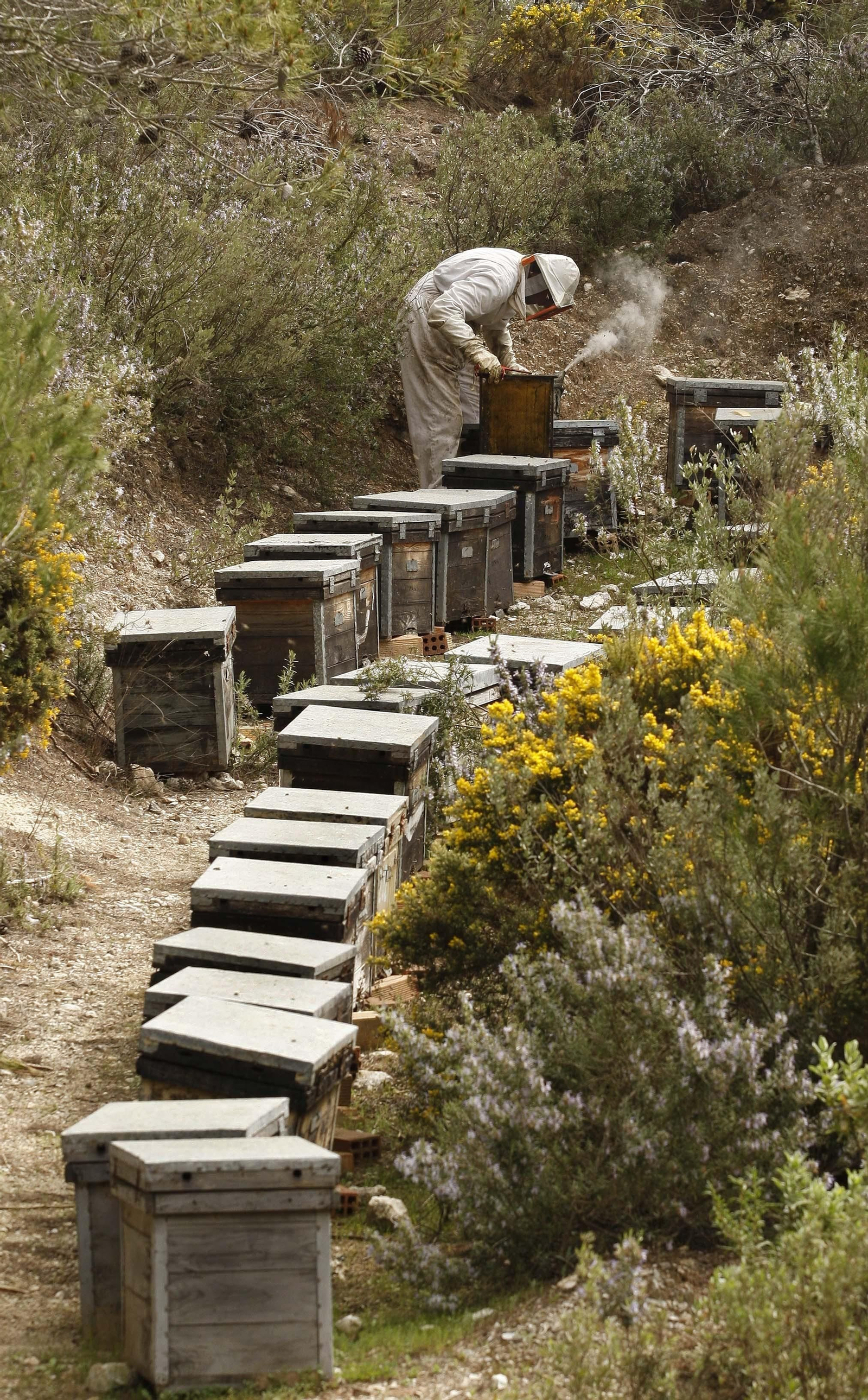 Un apicultor revisa los panales en una finca andaluza.