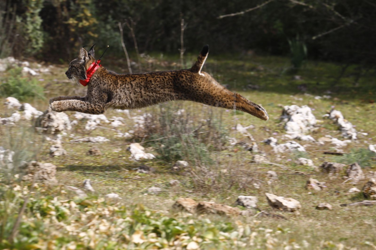 La suelta del lince 'Tempul' en Almodóvar del Río, en imágenes